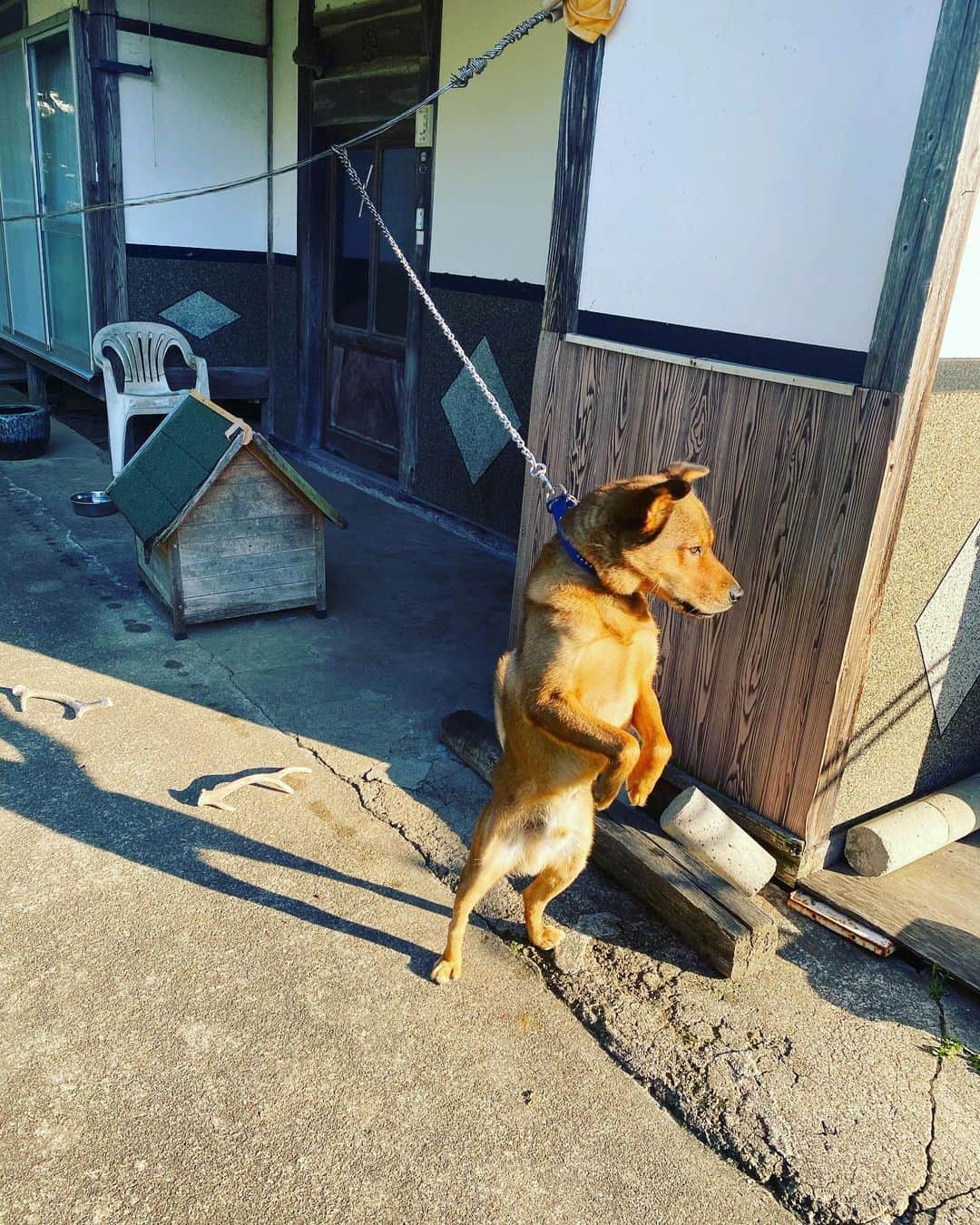 宮崎謙介のインスタグラム：「母親の家の番犬。めっちゃ大きい。この界隈には熊が出るらしいけど、この子のお陰で家には寄り付かないらしい。  #番犬」