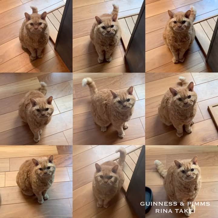 ギネス & ピムスのインスタグラム