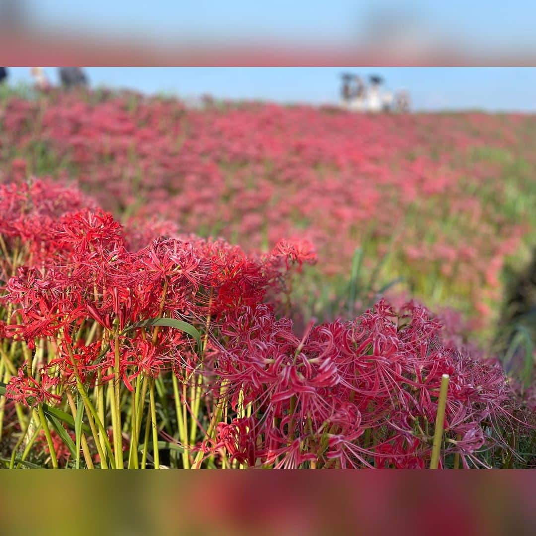 平野泰新さんのインスタグラム写真 - (平野泰新Instagram)「・・・矢勝川の彼岸花・・・  #半田市 #矢勝川  #彼岸花 #マジプリ #平野泰新」10月3日 19時12分 - taishin_hirano0215