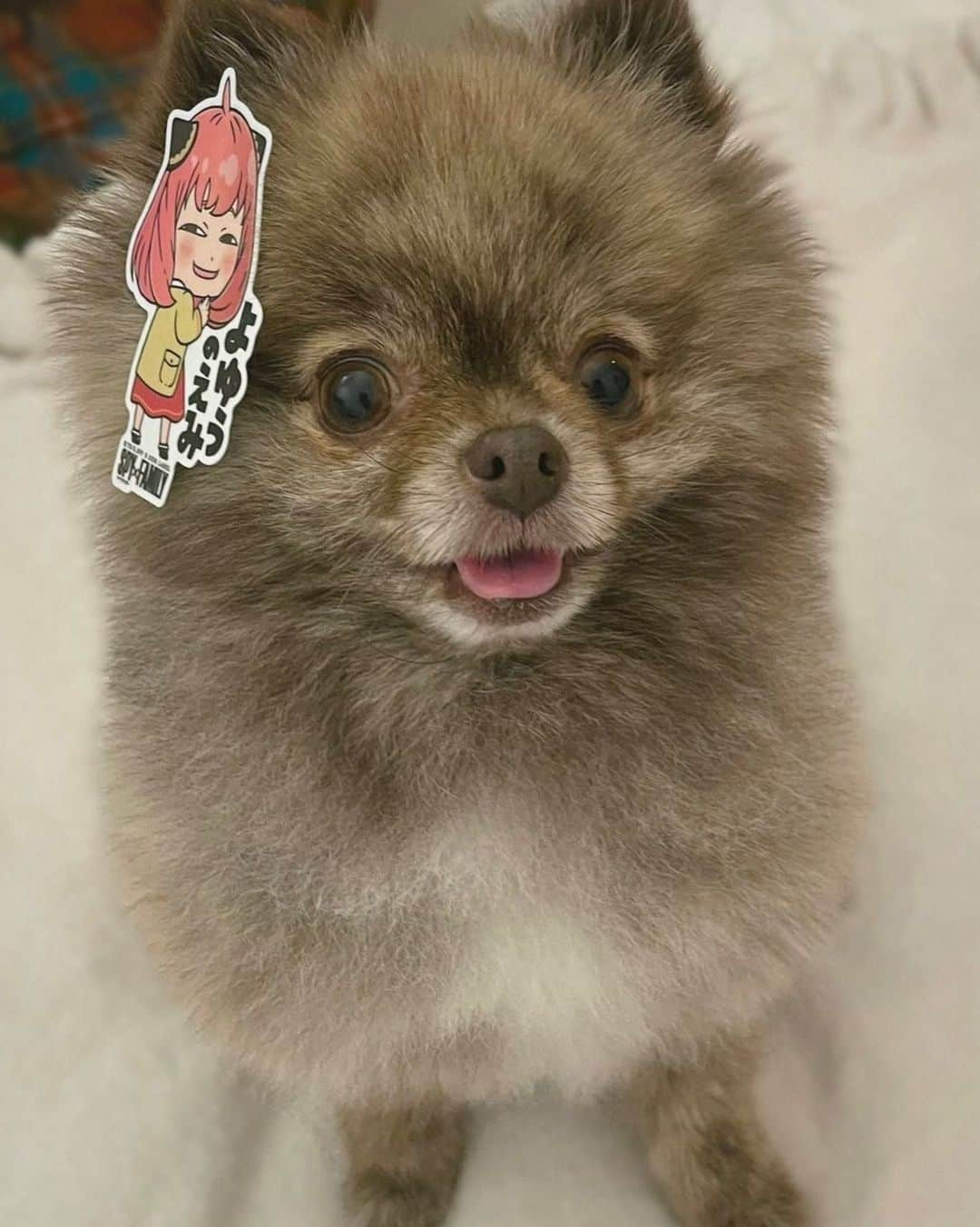 武田航平さんのインスタグラム写真 - (武田航平Instagram)「きび×アーニャ＝びーにゃ #spyfamily  #pomeranian  #よゆうのえみ」10月3日 20時00分 - kouhei_takeda.official