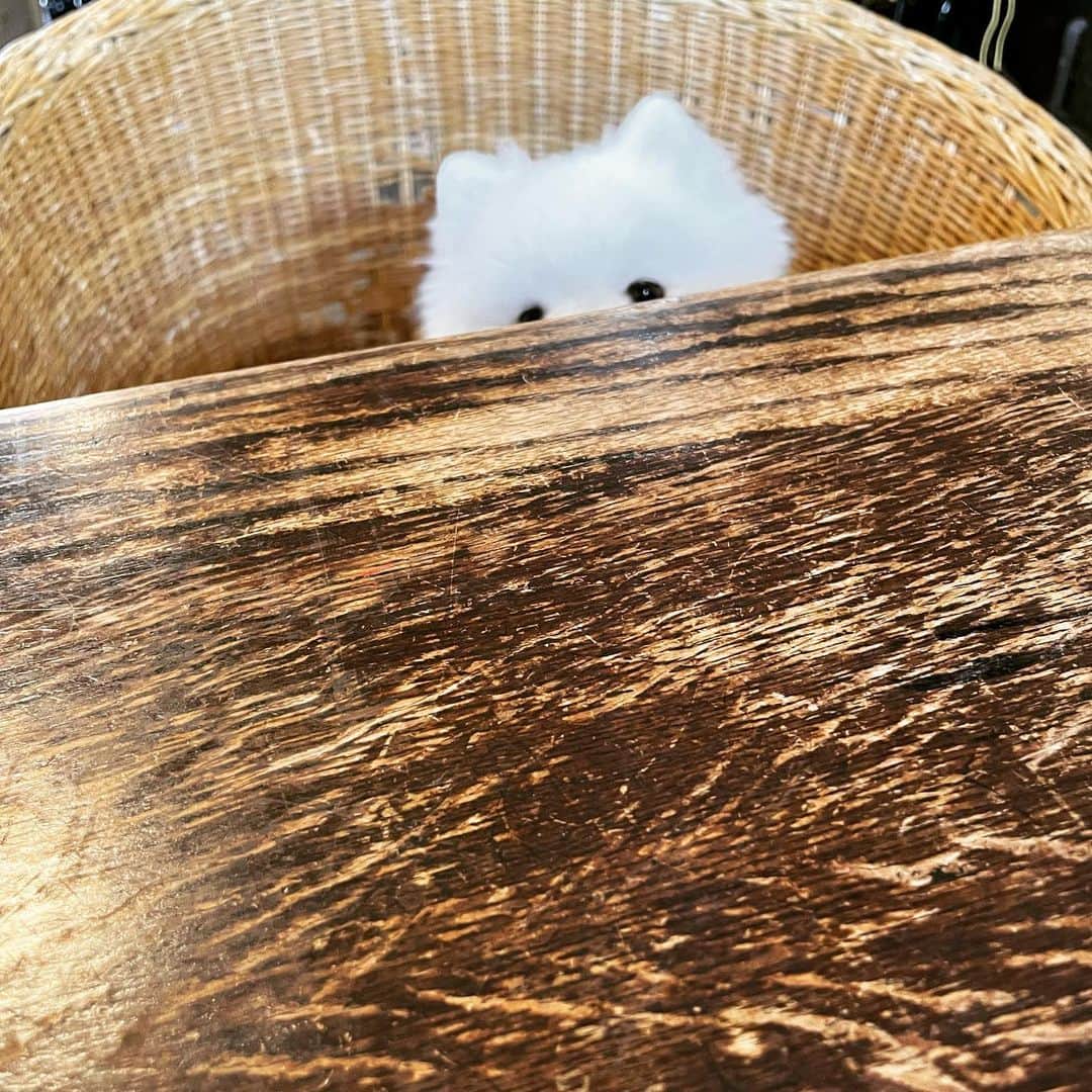 戸田昭吾のインスタグラム：「ワンコOKどころかワンコ様扱いのの貴重なそば屋で。 #ポメラニアン」
