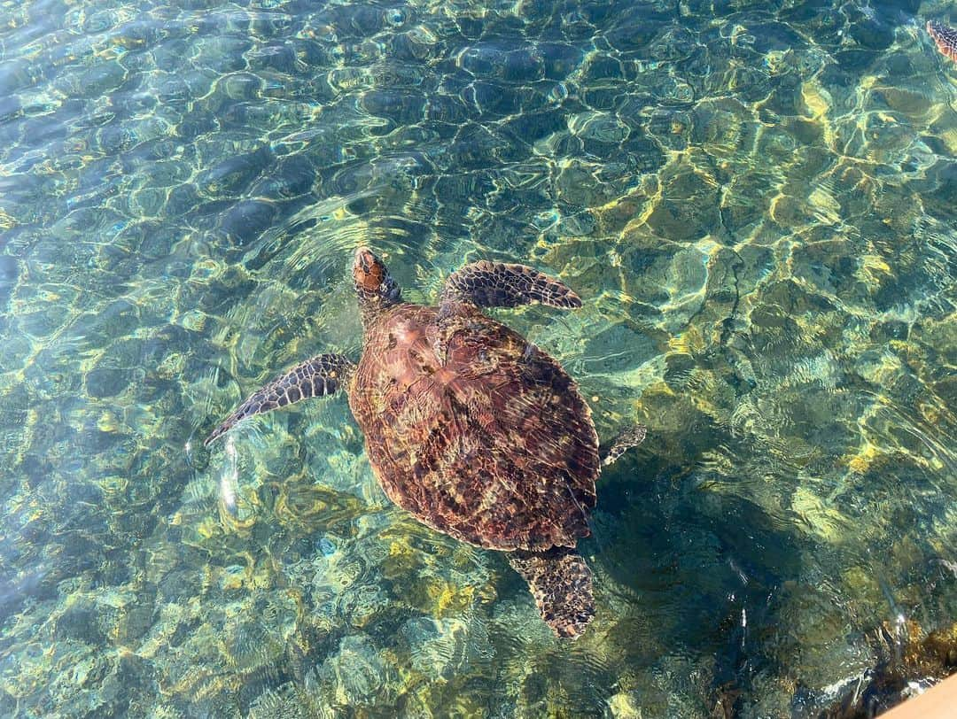 有地佐哉香さんのインスタグラム写真 - (有地佐哉香Instagram)「遅めの夏休みで沖縄へ。 何かと心配事が多かった9月を楽しい旅行で締めくくることができてよかった。健康が一番。  初の宮古島は、のんびりしていて、どこを切り取っても美しく、本当に良いところでした。 毎朝食時シャンパンサービスがあり、それも最高だった！  #夏休み #沖縄 #本島 #宮古島 #宮古島ブルー　 #与那覇前浜ビーチ #シギラミラージュ #ウミガメ #家族旅行」10月3日 18時17分 - arichi_sayaka