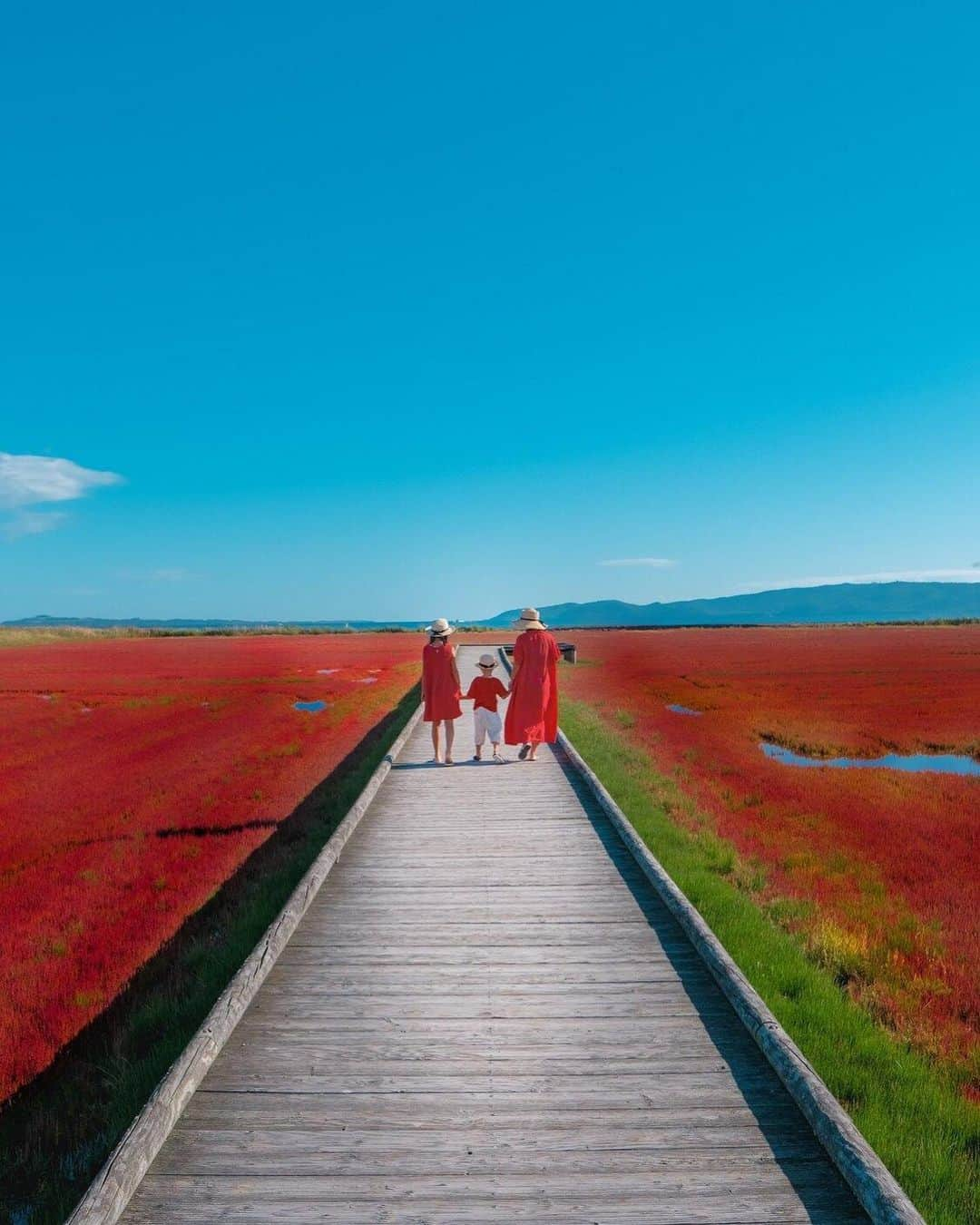 Stayway女子のインスタグラム：「【📍北海道・網走市】 ——————————————— 9月から10月に見頃を迎える日本一の #サンゴ草 一面に広がる朱色の世界は圧巻です❤️ ——————————————— 素敵な女子旅をされている方をご紹介させていただきます！✨ こちらの写真は @____amerinco____ さんがアプリへ投稿してくださいました😄魅力が伝わってくる素敵な投稿ありがとうございました🎵 ⁡ #Stayway女子旅 というハッシュタグをつけて是非投稿してください♪ Instagramにてご紹介させていただきます！ ——————————————————— AppStore又はGooglePlayで「stayway」を検索！トラベルクリエイターがリアルな口コミを情報発信！エリアでの絞り込みや位置情報でも投稿を探せます😌  ステキなお出かけや旅の思い出を記録していきましょう🎵優先的にインスタでシェアさせていただきます！ ——————————————————— 日本一のサンゴ草の群生地です。見頃は9月上旬から10月上旬とのことです。訪れたのは8月下旬でしたが思っていたより染まっていました！一面に広がる朱色の世界は圧巻です。 ————————————————— #stayway_girls #stayway_hokkaido #北海道観光 #北海道旅行 #能取湖 #網走観光 #網走市 #紅葉狩り #女子旅 #北海道女子旅 #東京カメラ部 #旅行好き #国内旅行 #プチ旅行 #週末旅行 #フォトジェニック #フォトジェニックスポット #映えスポット #絶景スポット #能取湖サンゴ草群生落 #秋旅行」