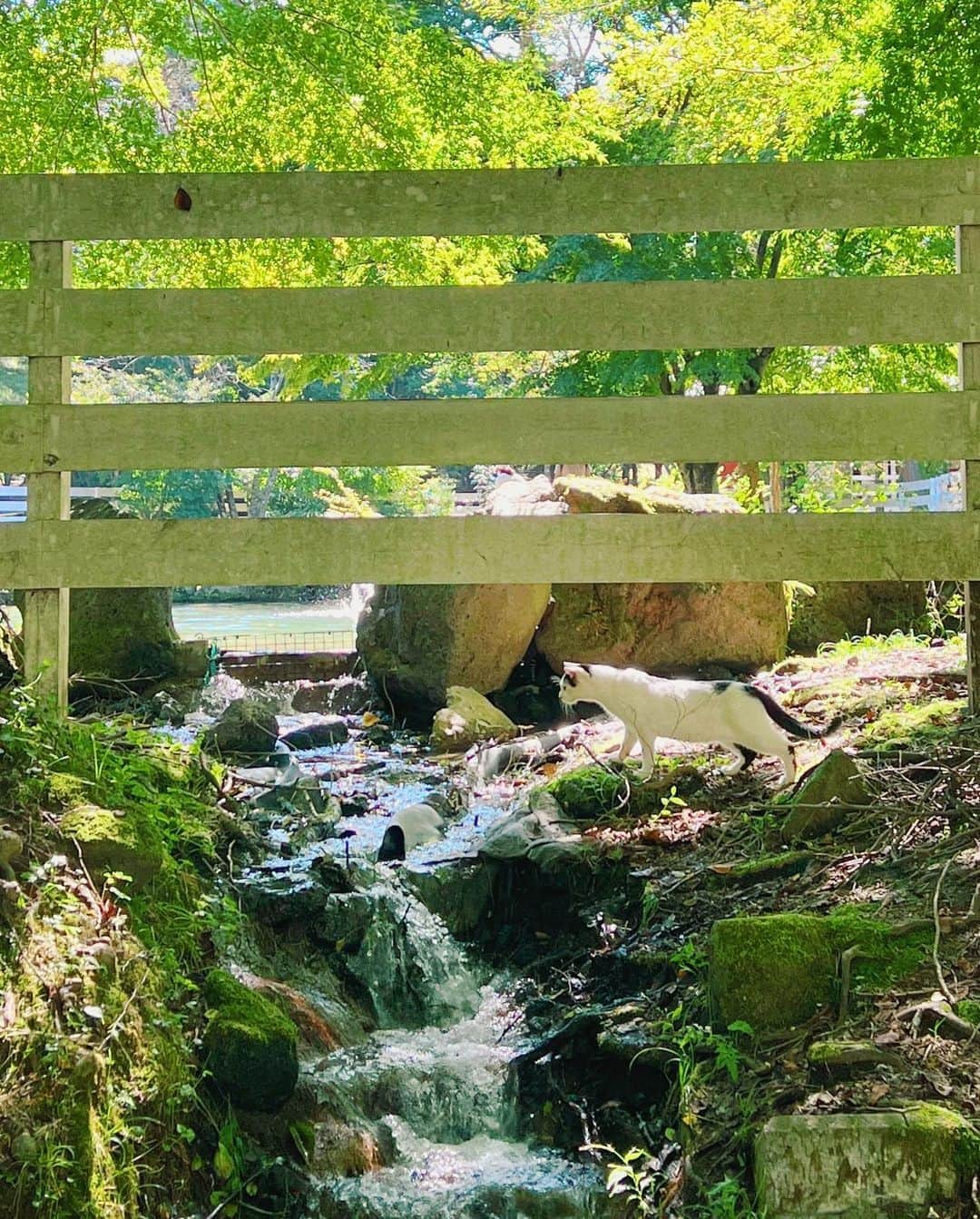 みきでりさんのインスタグラム写真 - (みきでりInstagram)「Feeling nature🎩🏕🐈🌿 ㅤ ㅤ キャンプでめっちゃ気分転換できた。 山の朝の空気が美味しすぎたよ💖 自然にハグされた気分だった🫂🌞 ㅤ ㅤ また行きたい！！！ 少しずつ自分のキャンプグッズ 揃えていきたいなぁ👍✨✨ ㅤ ㅤ ㅤ ㅤ ㅤ ㅤ #キャンプ #キャンプ女子 #バケハ #relume #wtw #vitamacity #snowpeak #coleman #リラックス #ストレス発散 #気分転換 #マインドフルネス」10月3日 21時02分 - mikidelicious