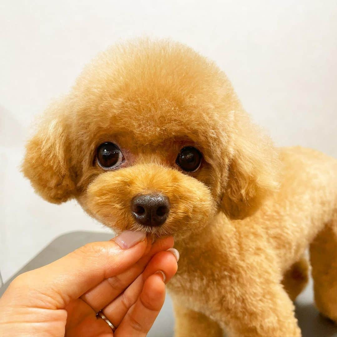 doghug (ドッグハグ) 豊洲本店さんのインスタグラム写真 - (doghug (ドッグハグ) 豊洲本店Instagram)「あ〜可愛い☺️💕  ラムクリップからの韓国テディからのテディベア🧸❤️  可愛いからどんなカットでも似合っちゃう❤️  #BLISS #bliss #豊洲 #勝どき #広尾 #仔犬 #子犬 #プードル #ふわもこ部 #ワンコなしでは生きていけません会 #犬バカ部 #もふもふ #トリマー #トリミングサロン #トリミング #グルーミング #トレーニング #クリニック #しつけ #トリマー募集中 #豊洲トリマー #広尾トリマー #東京トリマー求人  #渋谷トリマー募集中  #トイプードル #ティーカッププードル #テディベアカット #ふんわりテディベア」10月3日 21時54分 - bliss.trimming