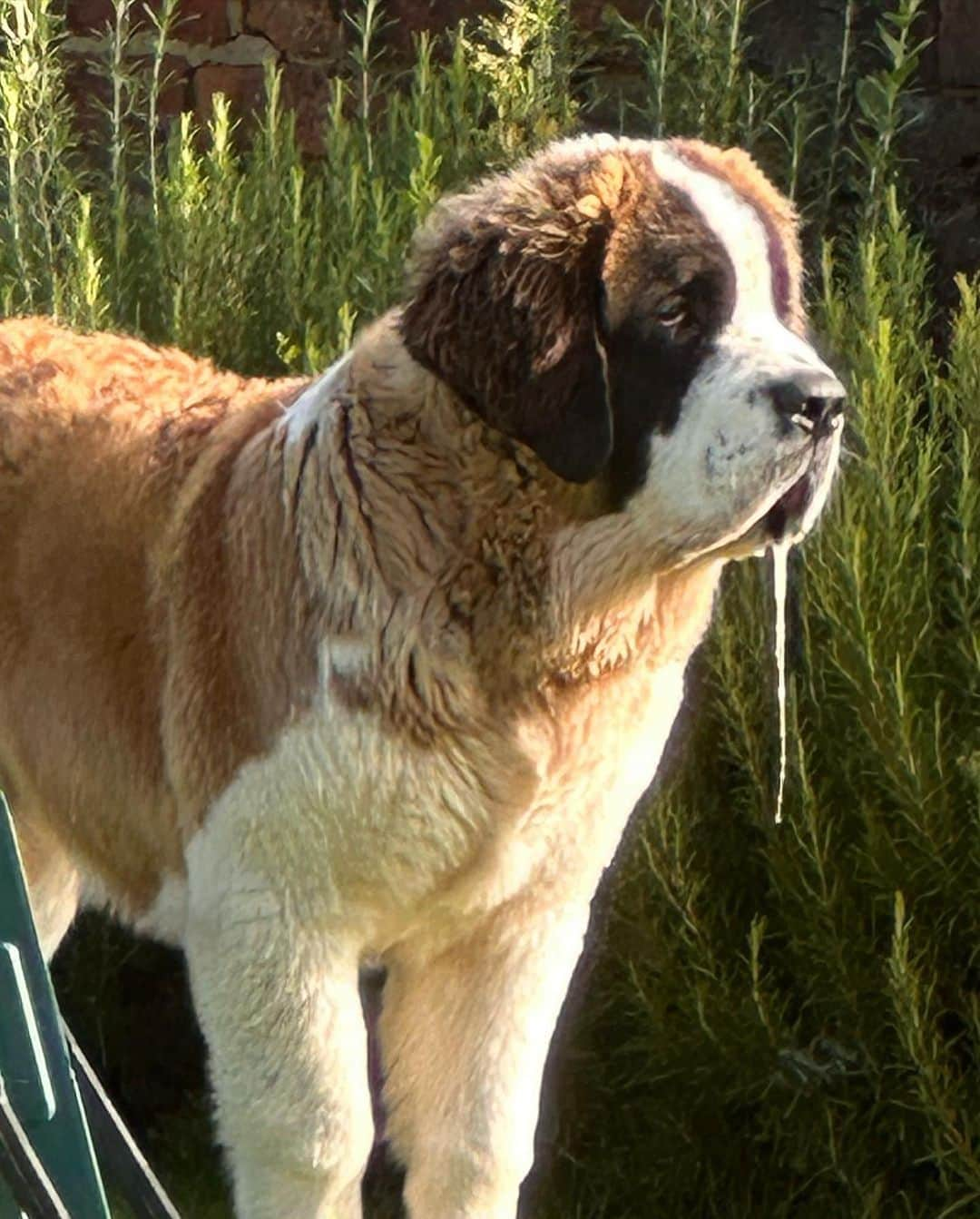 エリザ・カミングスさんのインスタグラム写真 - (エリザ・カミングスInstagram)「Dave dump! 💚  #saintbernard」10月3日 23時33分 - ladyelizacummings