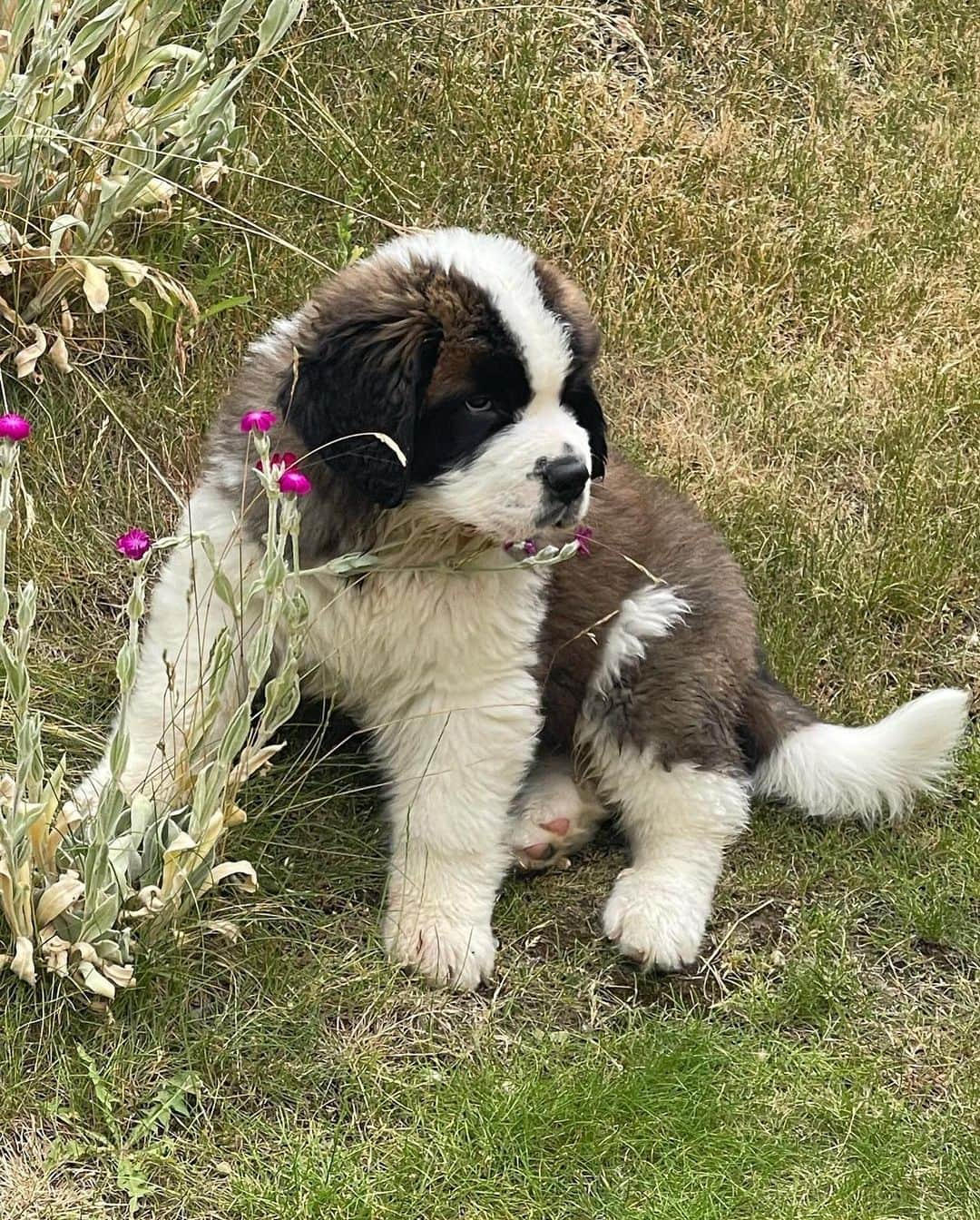 エリザ・カミングスさんのインスタグラム写真 - (エリザ・カミングスInstagram)「Dave dump! 💚  #saintbernard」10月3日 23時33分 - ladyelizacummings