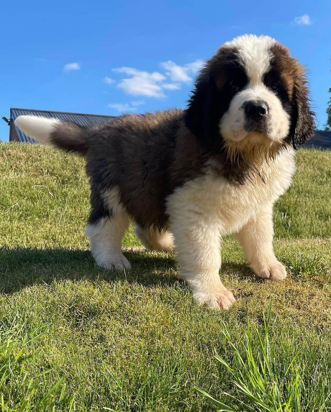 エリザ・カミングスさんのインスタグラム写真 - (エリザ・カミングスInstagram)「Dave dump! 💚  #saintbernard」10月3日 23時33分 - ladyelizacummings