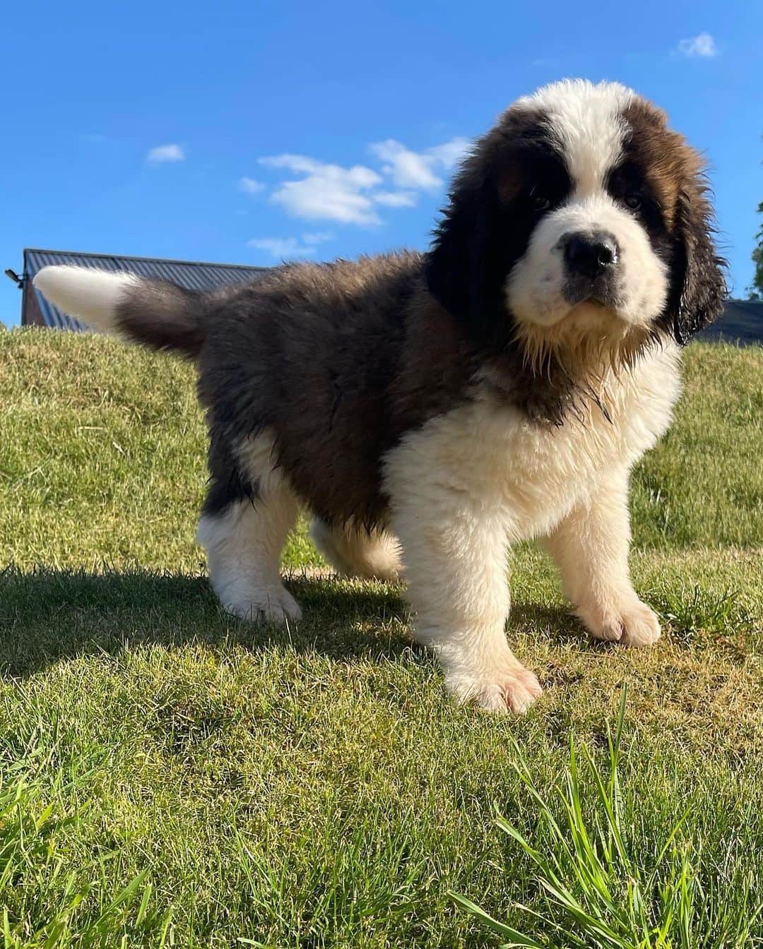 エリザ・カミングスのインスタグラム：「Dave dump! 💚  #saintbernard」