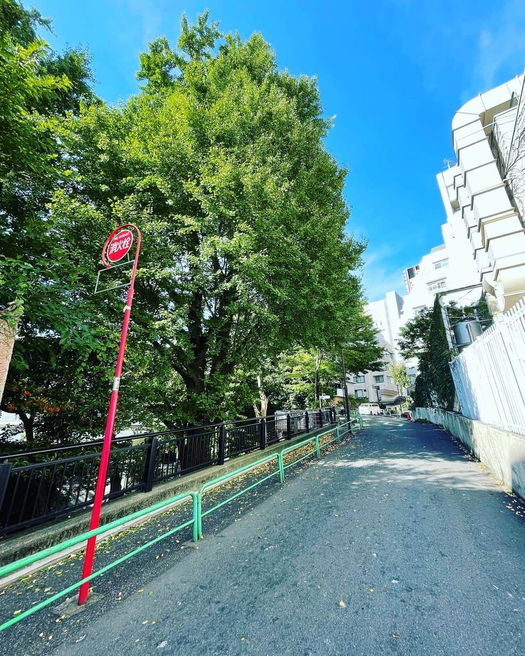 本間憲のインスタグラム：「踏み出せばその一歩が道となり その一歩が道となる。 迷わず嗅げよ 嗅げばわかるさ  「銀杏」  秋です。」