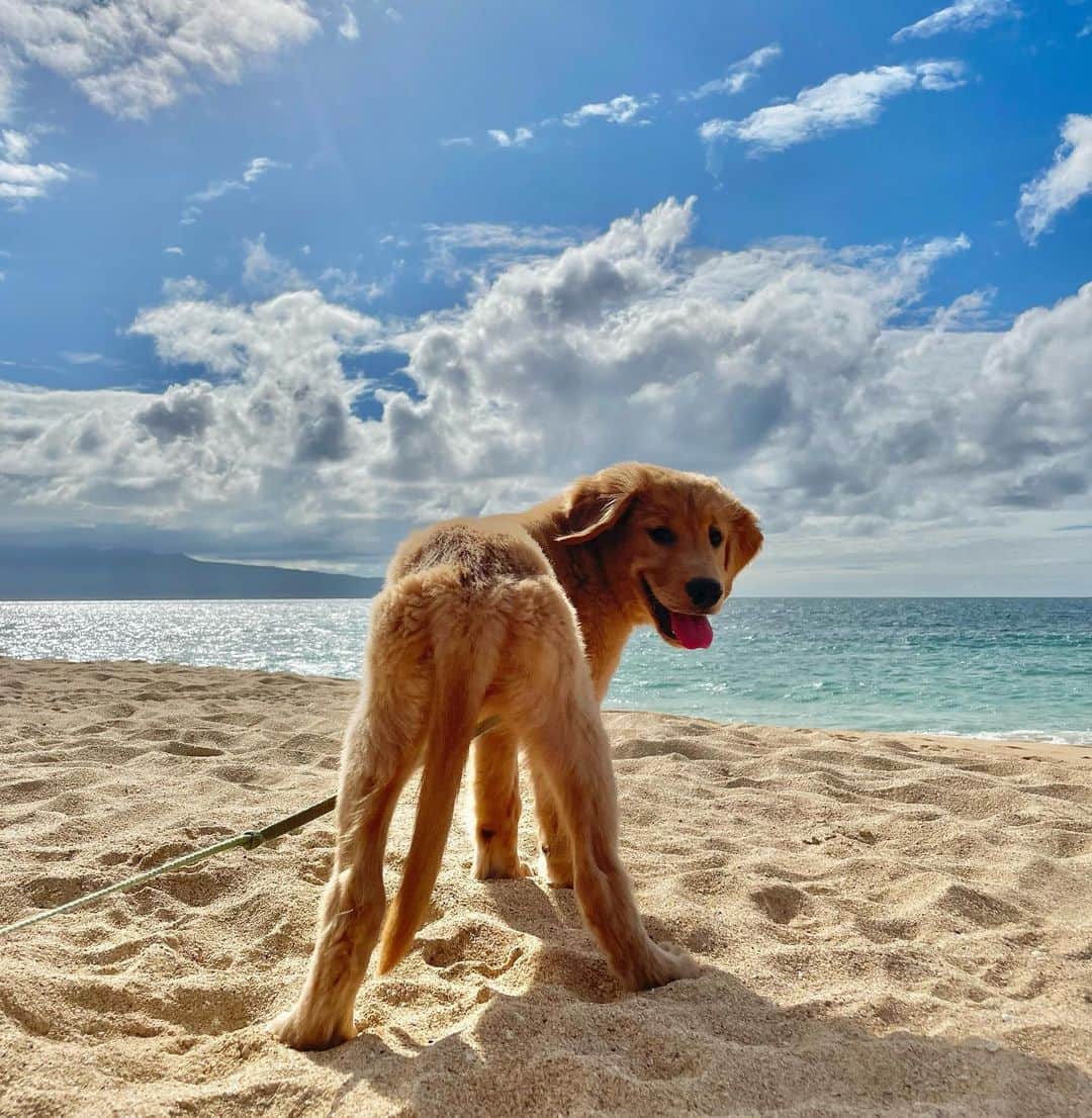 Bodhi & Butters & Bubbahのインスタグラム：「👻 BOO-ty on the beach 🏝️🐶🌺  #weeklyfluff #dogsofinstagram #igpuppies #puppylove #puppies #puppy #puppylove #golden#puppiesmakemehappy  #goldenretriever #goldenpuppy #cutenessoverload #mauidog #hawaiidog #luckywelivehawaii #aloha」