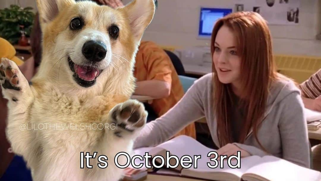 Liloさんのインスタグラム写真 - (LiloInstagram)「what day it was #meangirlsday」10月4日 7時22分 - lilothewelshcorgi