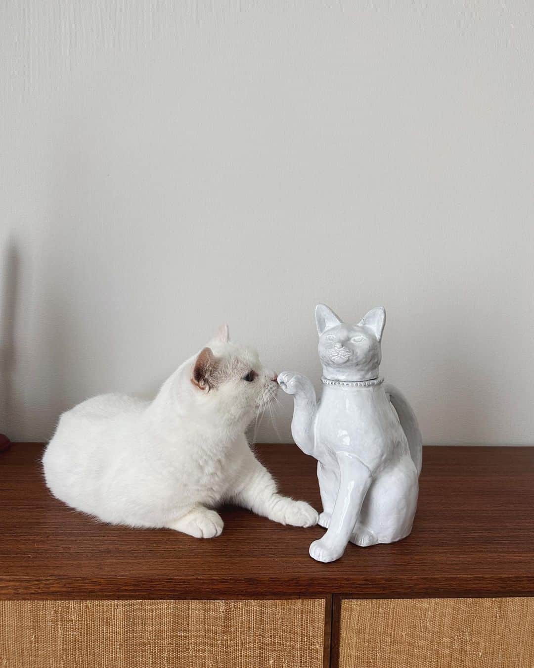 ダニョ（鈴木えみ）さんのインスタグラム写真 - (ダニョ（鈴木えみ）Instagram)「なんだこの猫は、手に穴が空いてるではないか。 え？水が出てくるの？首を外して水入れるの！？こわいにょ。 ㅤㅤㅤ #danyo #danyocawaii #munchkin #whitecat #catstagram #catlovers」10月4日 10時04分 - danyostagram