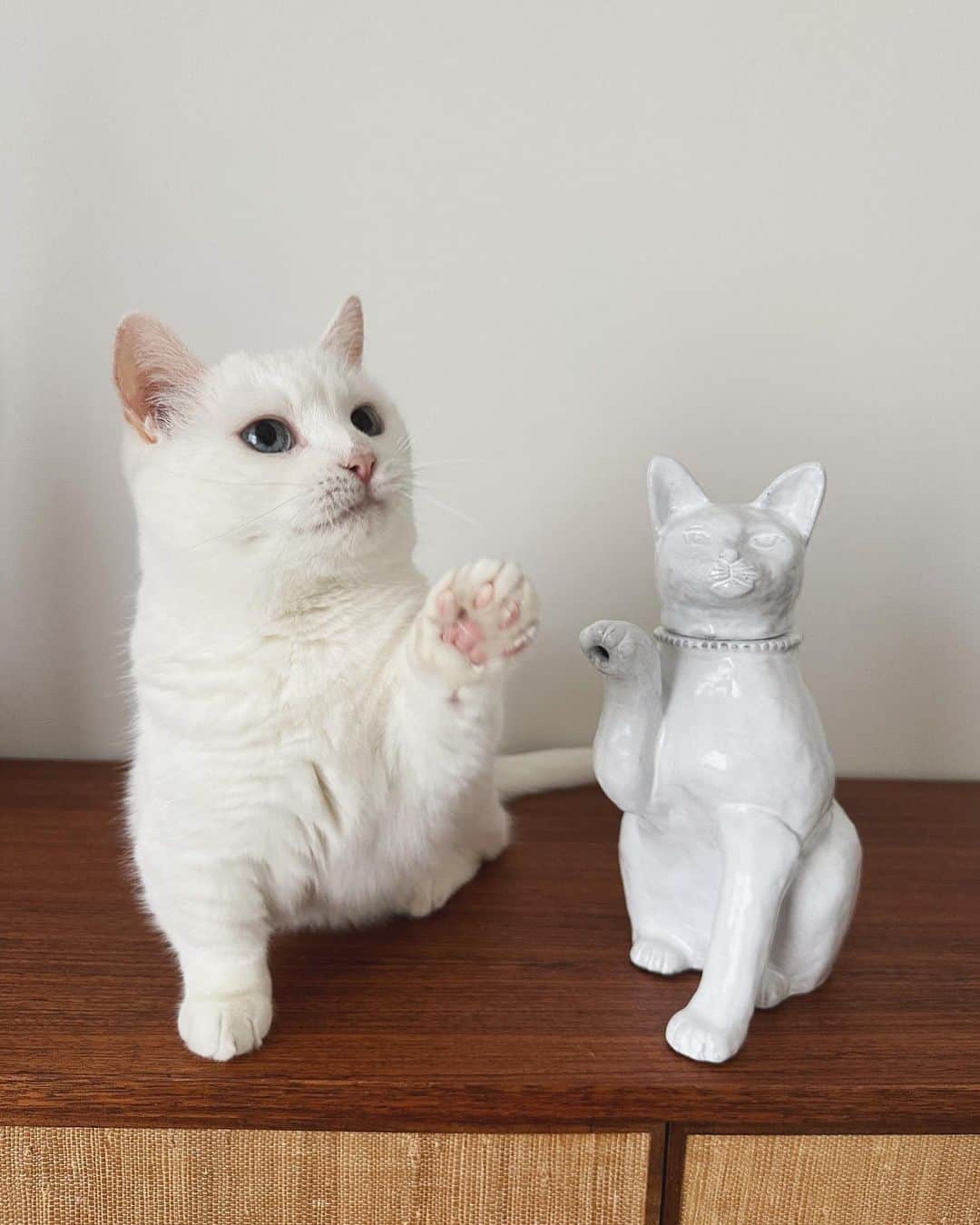 ダニョ（鈴木えみ）のインスタグラム：「なんだこの猫は、手に穴が空いてるではないか。 え？水が出てくるの？首を外して水入れるの！？こわいにょ。 ㅤㅤㅤ #danyo #danyocawaii #munchkin #whitecat #catstagram #catlovers」