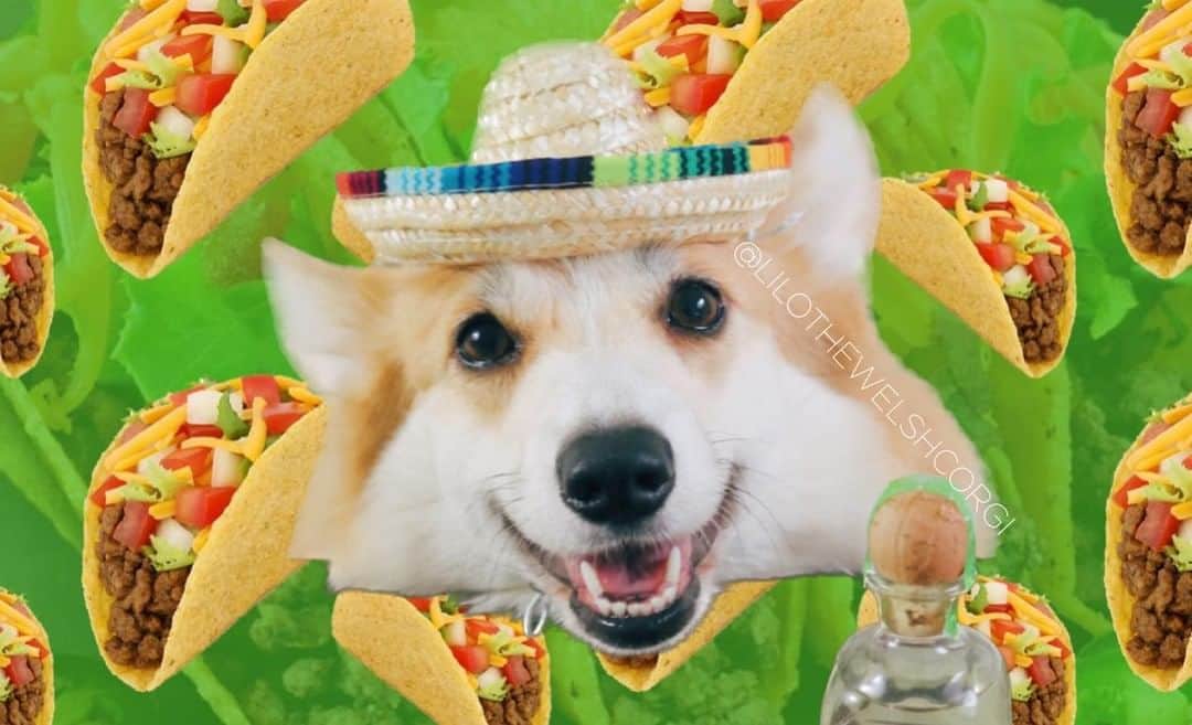 Liloさんのインスタグラム写真 - (LiloInstagram)「The moment we all waited for… Taco Tuesday to be on same day as National Taco Day! Let’s taco bout how amazing that is?! 🌮 #tacotuesday #nationaltacoday」10月4日 23時09分 - lilothewelshcorgi