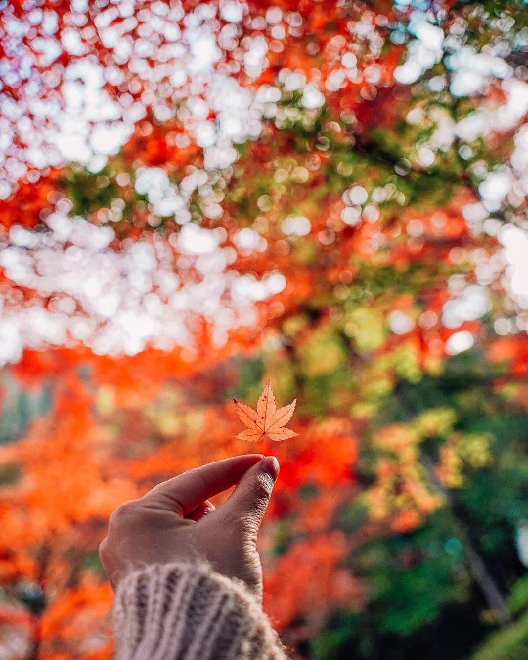 Stayway女子さんのインスタグラム写真 - (Stayway女子Instagram)「【📍香川県・讃岐市】 ——————————————— 四国随一の紅葉の名所として知られる香川県の #大窪寺  ——————————————— 素敵な女子旅をされている方をご紹介させていただきます！✨ こちらの写真は @moe_matsui さんがアプリへ投稿してくださいました😄魅力が伝わってくる素敵な投稿ありがとうございました🎵 ⁡ #Stayway女子旅 というハッシュタグをつけて是非投稿してください♪ Instagramにてご紹介させていただきます！ ——————————————————— AppStore又はGooglePlayで「stayway」を検索！トラベルクリエイターがリアルな口コミを情報発信！エリアでの絞り込みや位置情報でも投稿を探せます😌  ステキなお出かけや旅の思い出を記録していきましょう🎵優先的にインスタでシェアさせていただきます！ ——————————————————— 📍大窪寺  香川県さぬき市にある大窪寺🍂 大窪寺は四国霊場八十八ヶ所・第88番礼場で結願の寺と呼ばれる最後のお寺です🌿  そんなお遍路さんで有名な大窪寺ですが四国一の紅葉の名所としても有名な場所なのです🍁✨  モミジやカエデ、イチョウが見られ、紅葉の時期にはほんとに多くの人で賑わいます🌟 門から見えるモミジの景色も最高に綺麗です😊🥰  ぜひ、紅葉シーズンに一度は訪れたいスポットです🌞 ————————————————— #stayway_girls #stayway_hokkaido #香川観光 #香川旅行 #讃岐 #さぬき観光 #さぬき市 #紅葉狩り #女子旅 #香川女子旅 #東京カメラ部 #旅行好き #国内旅行 #プチ旅行 #週末旅行 #フォトジェニック #フォトジェニックスポット #映えスポット #絶景スポット #四国旅行 #四国観光 #秋旅行 #讃岐市」10月4日 16時51分 - stayway_girls