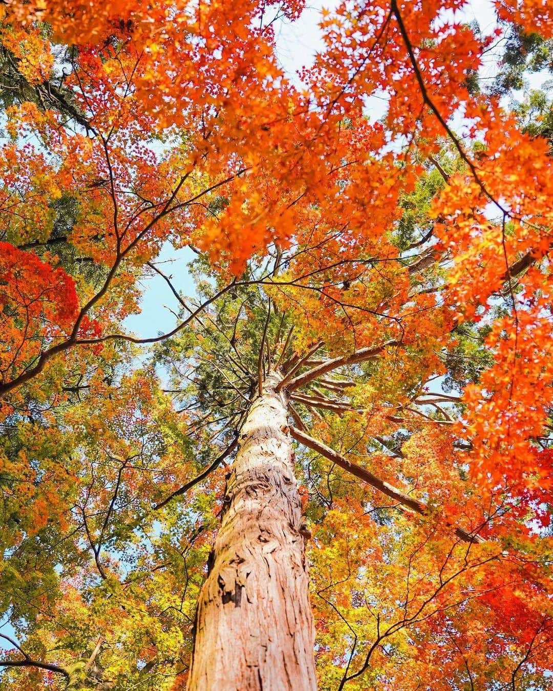 Stayway女子さんのインスタグラム写真 - (Stayway女子Instagram)「【📍香川県・讃岐市】 ——————————————— 四国随一の紅葉の名所として知られる香川県の #大窪寺  ——————————————— 素敵な女子旅をされている方をご紹介させていただきます！✨ こちらの写真は @moe_matsui さんがアプリへ投稿してくださいました😄魅力が伝わってくる素敵な投稿ありがとうございました🎵 ⁡ #Stayway女子旅 というハッシュタグをつけて是非投稿してください♪ Instagramにてご紹介させていただきます！ ——————————————————— AppStore又はGooglePlayで「stayway」を検索！トラベルクリエイターがリアルな口コミを情報発信！エリアでの絞り込みや位置情報でも投稿を探せます😌  ステキなお出かけや旅の思い出を記録していきましょう🎵優先的にインスタでシェアさせていただきます！ ——————————————————— 📍大窪寺  香川県さぬき市にある大窪寺🍂 大窪寺は四国霊場八十八ヶ所・第88番礼場で結願の寺と呼ばれる最後のお寺です🌿  そんなお遍路さんで有名な大窪寺ですが四国一の紅葉の名所としても有名な場所なのです🍁✨  モミジやカエデ、イチョウが見られ、紅葉の時期にはほんとに多くの人で賑わいます🌟 門から見えるモミジの景色も最高に綺麗です😊🥰  ぜひ、紅葉シーズンに一度は訪れたいスポットです🌞 ————————————————— #stayway_girls #stayway_hokkaido #香川観光 #香川旅行 #讃岐 #さぬき観光 #さぬき市 #紅葉狩り #女子旅 #香川女子旅 #東京カメラ部 #旅行好き #国内旅行 #プチ旅行 #週末旅行 #フォトジェニック #フォトジェニックスポット #映えスポット #絶景スポット #四国旅行 #四国観光 #秋旅行 #讃岐市」10月4日 16時51分 - stayway_girls