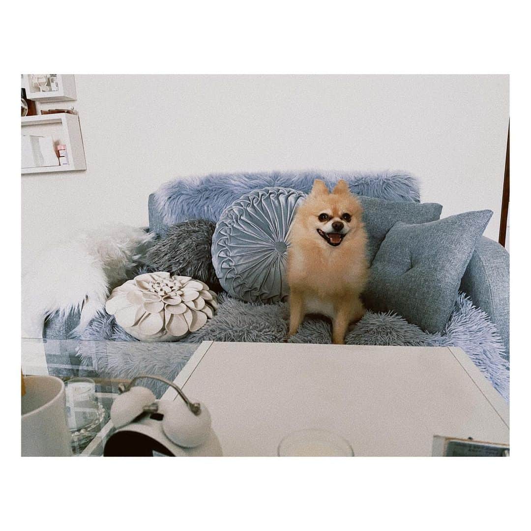小寺真理さんのインスタグラム写真 - (小寺真理Instagram)「朝起きたら、ソファーに居座ってた時のいつぞやの犬。」10月4日 19時45分 - koteramaricorin