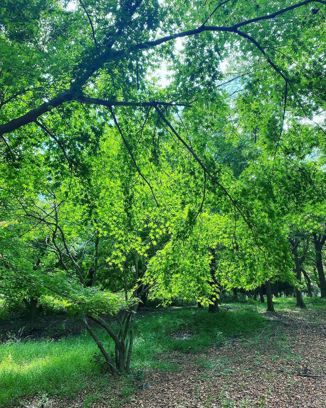 武田訓佳さんのインスタグラム写真 - (武田訓佳Instagram)「🌳🍃🍂 ・ 青紅葉と金木犀。 昨日のロケ先で出会いました。 ・ ・ 空気が綺麗で、おだやかで、好きな空間だった🤍 また行きたいなぁ。 ・ ・ ロケはというと、衝撃の内容でした🤫 来週あたり、楽しみにしていてください🤍 ・ ・ ・ #たけだの日常 #たけだのおしごと #ロケ #外ロケ #すき #すまたん #zip」10月4日 20時13分 - kunika0117