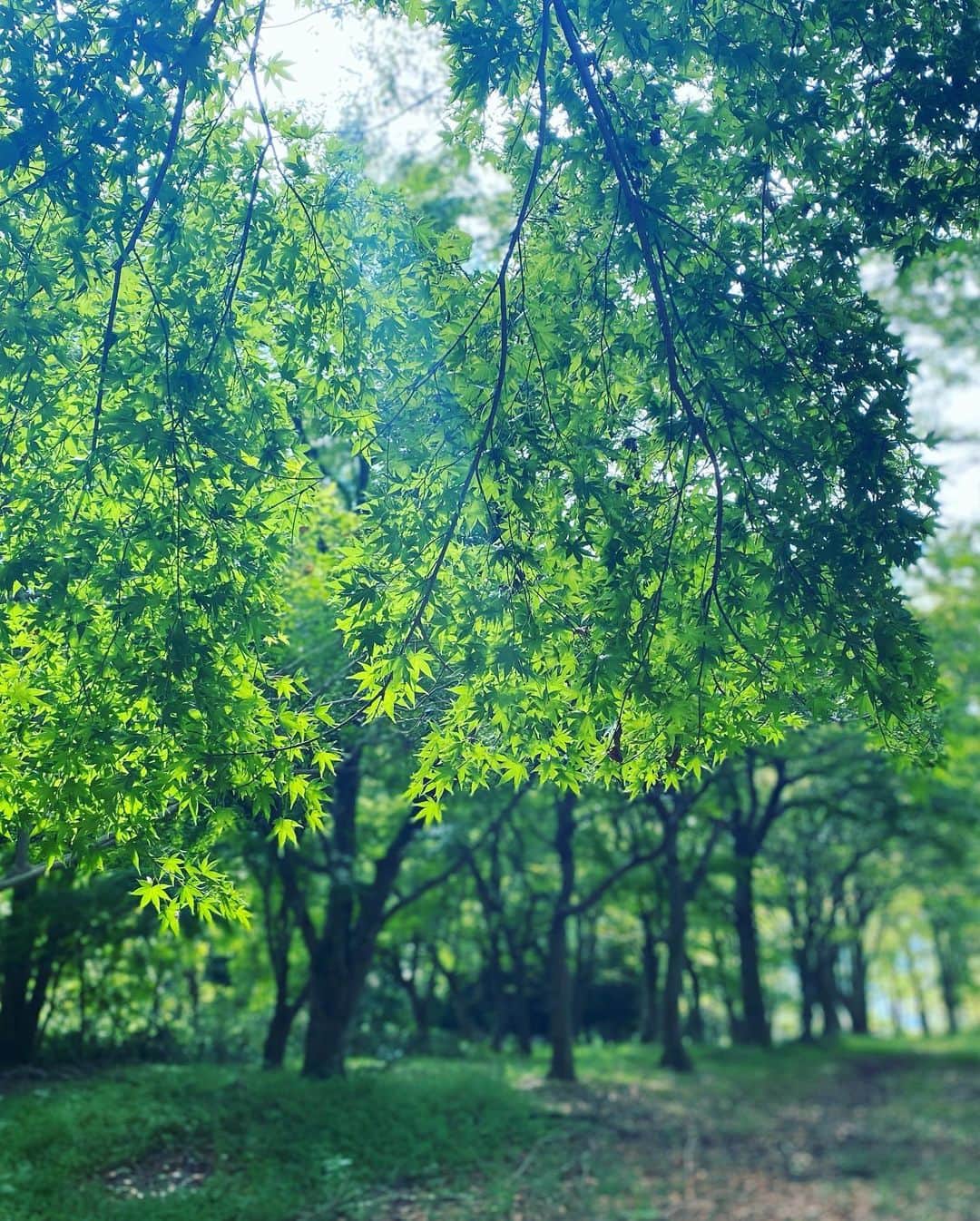 武田訓佳さんのインスタグラム写真 - (武田訓佳Instagram)「🌳🍃🍂 ・ 青紅葉と金木犀。 昨日のロケ先で出会いました。 ・ ・ 空気が綺麗で、おだやかで、好きな空間だった🤍 また行きたいなぁ。 ・ ・ ロケはというと、衝撃の内容でした🤫 来週あたり、楽しみにしていてください🤍 ・ ・ ・ #たけだの日常 #たけだのおしごと #ロケ #外ロケ #すき #すまたん #zip」10月4日 20時13分 - kunika0117