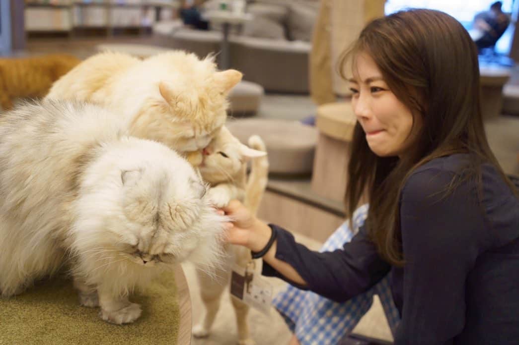 斎藤みどりさんのインスタグラム写真 - (斎藤みどりInstagram)「猫カフェはじめて！ 行ってきました😆最高💓 @mocha.koendori  #猫カフェモカ渋谷公園通り  . 猫ちゃんたちにモテモテになるのほんっと楽しかった。 無視される（お昼寝してる）のも嬉しかった。  写真1〜4はしーちゃんが撮影。ありがとう☺️ @sakura_shizuka  . 店内はクリーンで綺麗めの内装、ドリンクバーにマッサージチェア、漫画、tv＆ボードゲームも有り。 すっっごい快適すぎる😆💓💓💓住みたい！ 絶対また行く！って2人でニヤニヤしながら大満喫した〜 . たくさんかわいい写真あるから次も猫ちゃん投稿です！！笑 . . #猫カフェmocha #猫カフェ #pr #渋谷猫カフェ #渋谷カフェ  . #catstagram #shibuya #猫写真 #猫部 #猫スタグラム #カフェ巡り #大人女子旅 #模特 #粉我 #我的最愛 #カメラ初心者」10月4日 21時33分 - midori31100