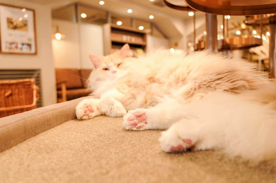 斎藤みどりさんのインスタグラム写真 - (斎藤みどりInstagram)「猫カフェはじめて！ 行ってきました😆最高💓 @mocha.koendori  #猫カフェモカ渋谷公園通り  . 猫ちゃんたちにモテモテになるのほんっと楽しかった。 無視される（お昼寝してる）のも嬉しかった。  写真1〜4はしーちゃんが撮影。ありがとう☺️ @sakura_shizuka  . 店内はクリーンで綺麗めの内装、ドリンクバーにマッサージチェア、漫画、tv＆ボードゲームも有り。 すっっごい快適すぎる😆💓💓💓住みたい！ 絶対また行く！って2人でニヤニヤしながら大満喫した〜 . たくさんかわいい写真あるから次も猫ちゃん投稿です！！笑 . . #猫カフェmocha #猫カフェ #pr #渋谷猫カフェ #渋谷カフェ  . #catstagram #shibuya #猫写真 #猫部 #猫スタグラム #カフェ巡り #大人女子旅 #模特 #粉我 #我的最愛 #カメラ初心者」10月4日 21時33分 - midori31100