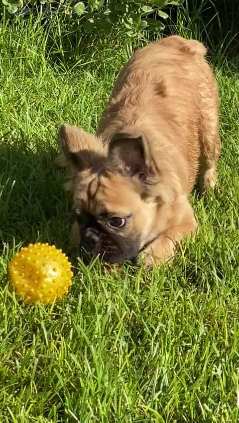 Oprahnbooのインスタグラム：「Male. 6.5 mo old. Full akc.」