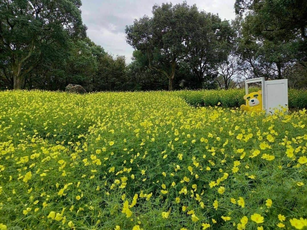 東海テレビ公式キャラクター「イッチー」のインスタグラム：「今日の『スイッチ！』は木曽三川公園センターからイッチー天気をお届けしました😄✨ #nagoya #icchy #tv #tokaitv #イッチー #スイッチ！」