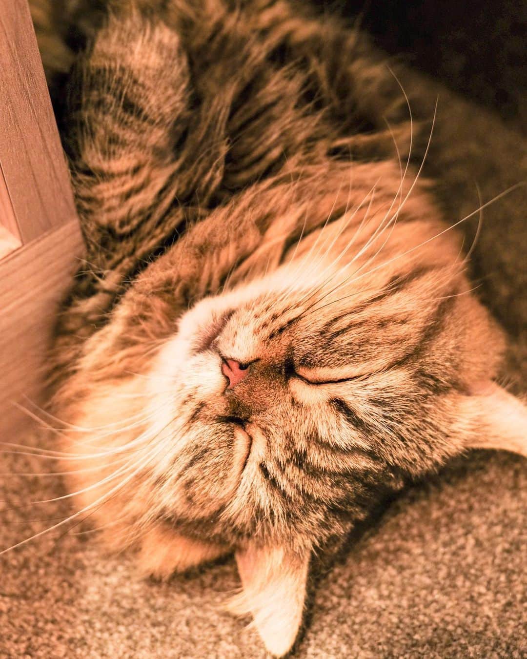 斎藤みどりさんのインスタグラム写真 - (斎藤みどりInstagram)「しーちゃんの📷センス爆発的💥 @sakura_shizuka  1〜5はぜーんぶしーちゃんが撮ってくれたよん。 . 猫ちゃんのおやつへの真っ直ぐな瞳😍 かわいいねぇ〜 . さまざまな所で寝転んでるの、かわいいねぇ〜 . わんことはまた違うかわいさにメロメロでした。。 また行きたい！行く！！！🥰🐈 #猫カフェモカ渋谷公園通り  @mocha.koendori  . . #猫カフェmocha #猫カフェ #pr #渋谷猫カフェ #渋谷カフェ  . #catstagram #shibuya #猫写真 #猫部 #猫スタグラム #カフェ巡り #大人女子旅 #模特 #粉我 #我的最愛 #カメラ初心者 #fujifilmxs10 #photography #portrait」10月5日 13時27分 - midori31100