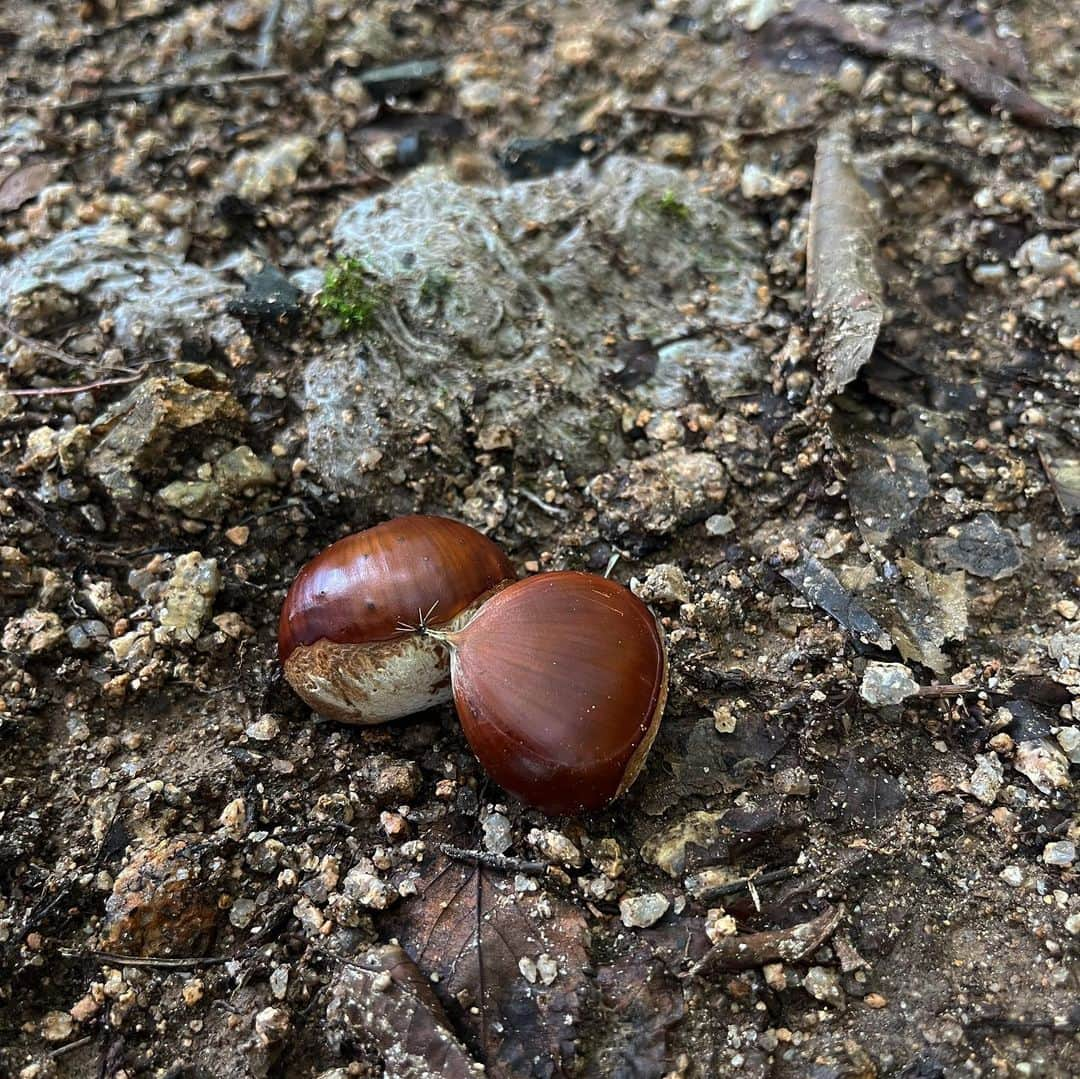 ジュンQ のインスタグラム：「🌰」