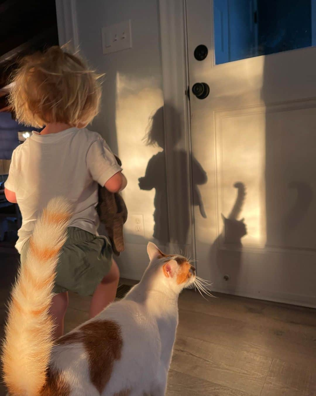 Richard Kittyのインスタグラム：「Morning shadows 🥰」