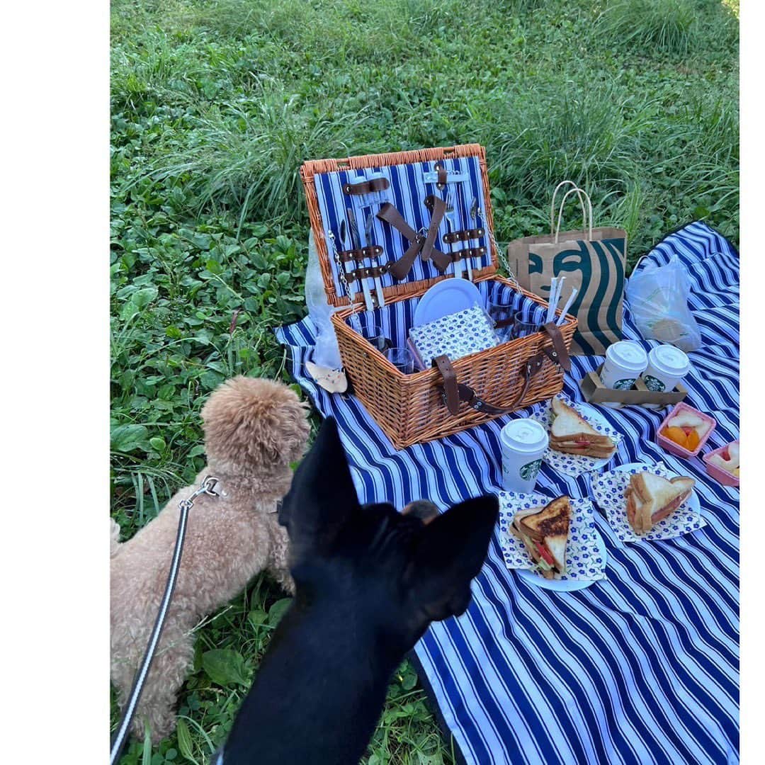 のインスタグラム：「季節のかわりめのぴくにっくすき :)」