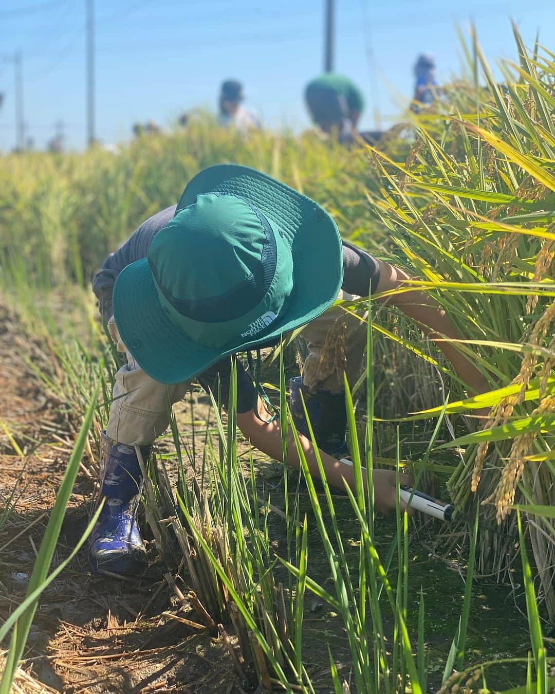 千北英倫子のインスタグラム：「. 実りの秋🌾  田植えから、稲刈り、そして落書きまで（母） 新米 届くの楽しみ〜  心からの いただきます🙏」