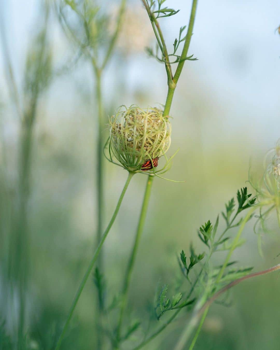 Simone Bramanteさんのインスタグラム写真 - (Simone BramanteInstagram)「{ Power to Pollinators! } • Most of us are living a time of strong changes, but the microcosm near us continues to work.  Here again a selection of photos of my work for @mulinobianco, which represents the busy little life in the fields of Northern Italy.  #ad #FioridelMulino #biodiversity」10月7日 1時16分 - brahmino