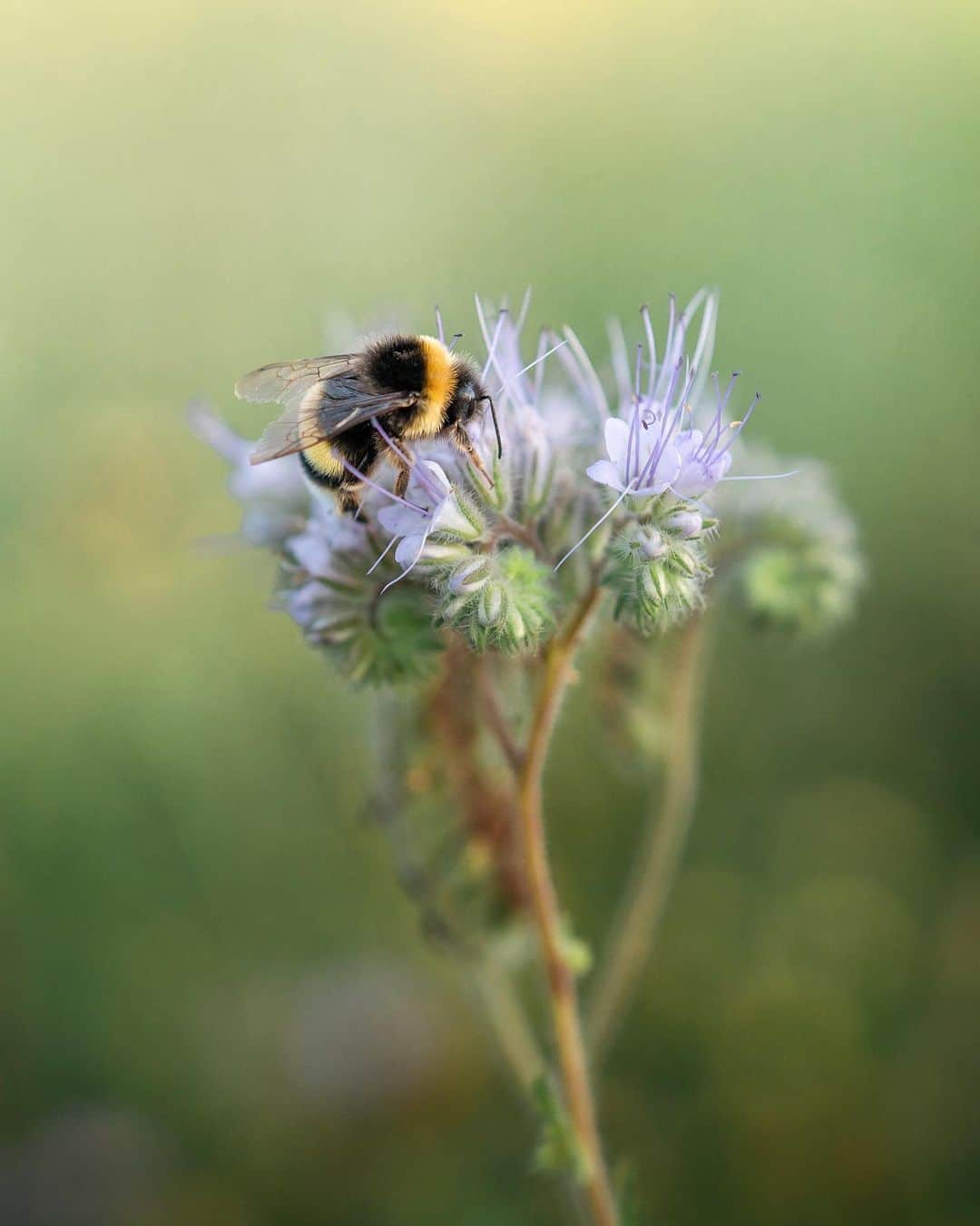 Simone Bramanteのインスタグラム：「{ Power to Pollinators! } • Most of us are living a time of strong changes, but the microcosm near us continues to work.  Here again a selection of photos of my work for @mulinobianco, which represents the busy little life in the fields of Northern Italy.  #ad #FioridelMulino #biodiversity」