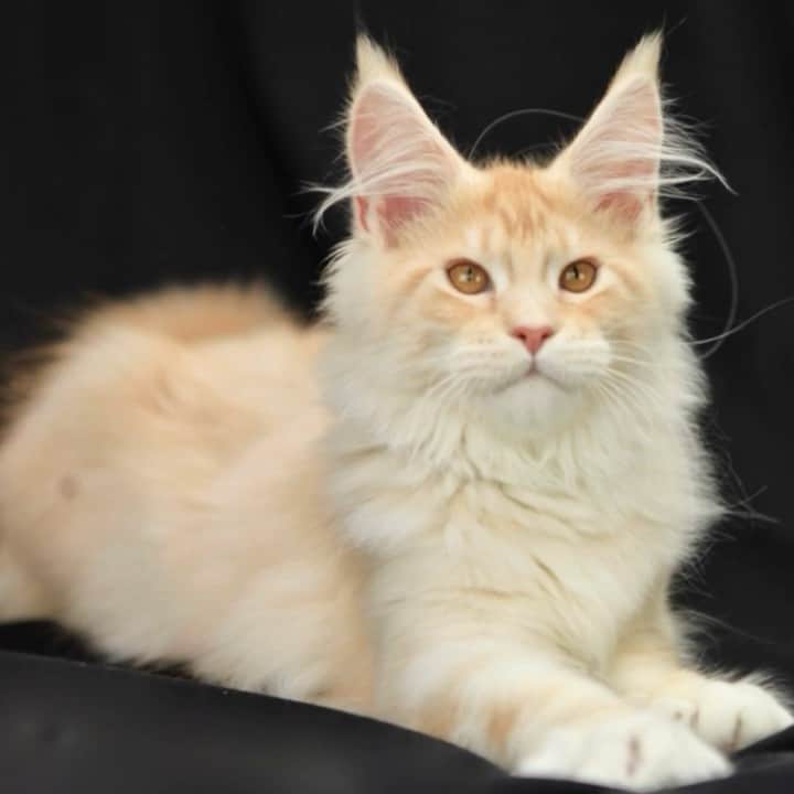 МейнКун MaineCoon Питомникのインスタグラム：「Великолепная девочка мейн кун✨4 месяца✨очень ласковая и красивая.❤️❤️ Свободна!」