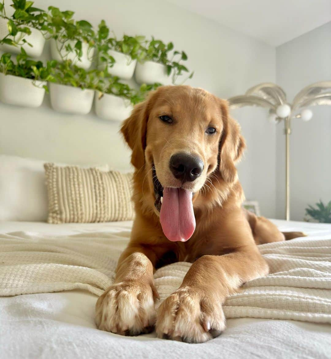 Bodhi & Butters & Bubbahのインスタグラム：「WHO GAVE YOU PERMISSION?! 🥹😍  #goldenretriever #mauidogs #weeklyfluff」