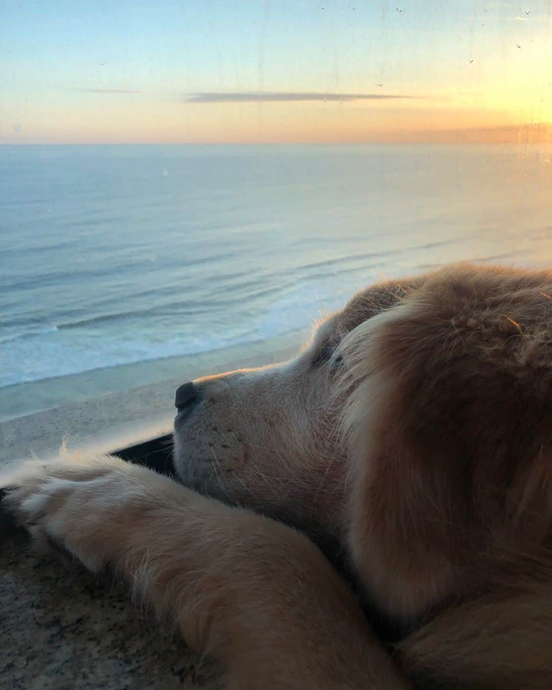 イモージェン・ケアンズのインスタグラム：「Always & forever my darling 🥥💕🕯 #bestfriend #bestdog」