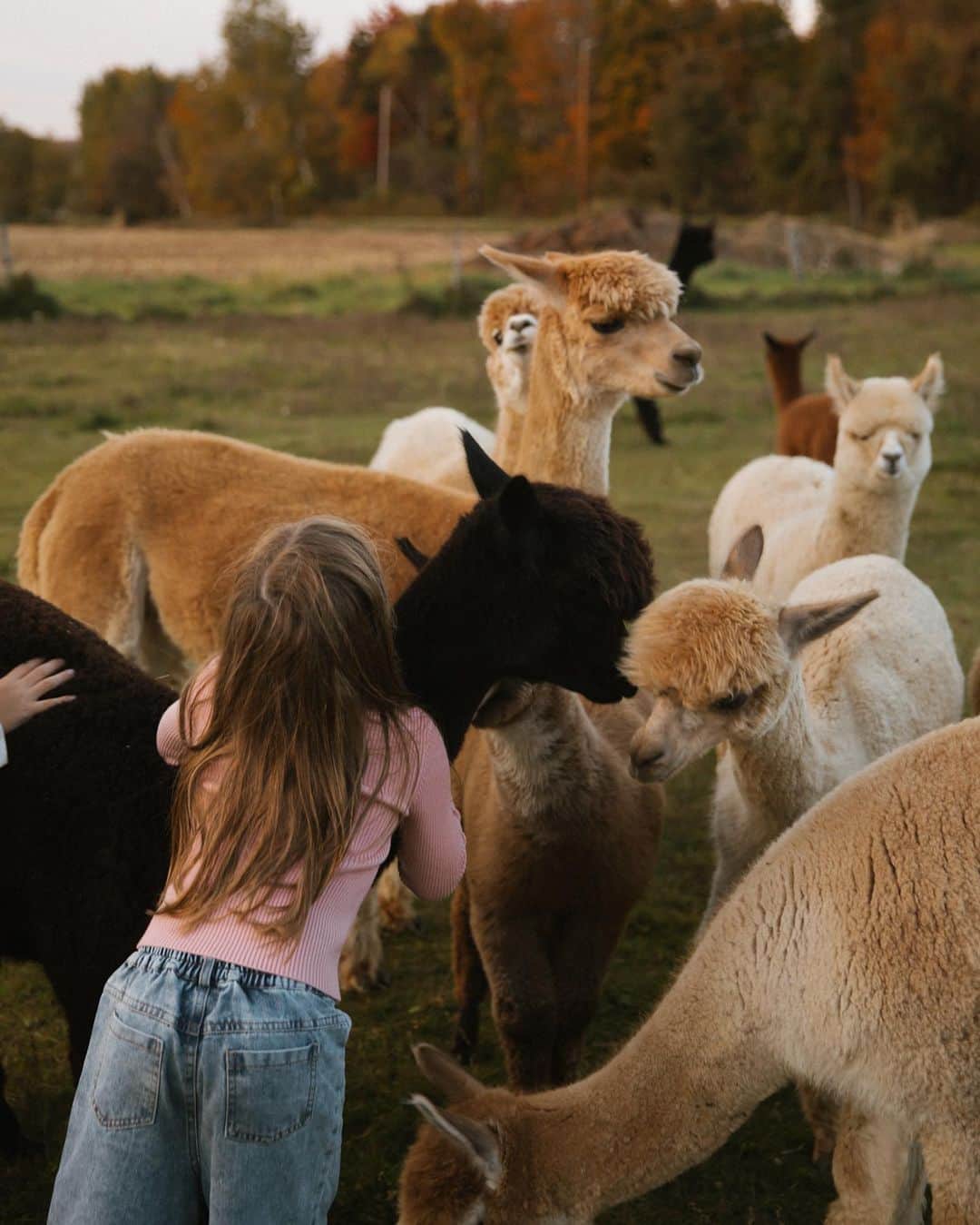 Amber Fillerup Clarkのインスタグラム：「Had to go see our cute alpaca friends 🦙❤️」