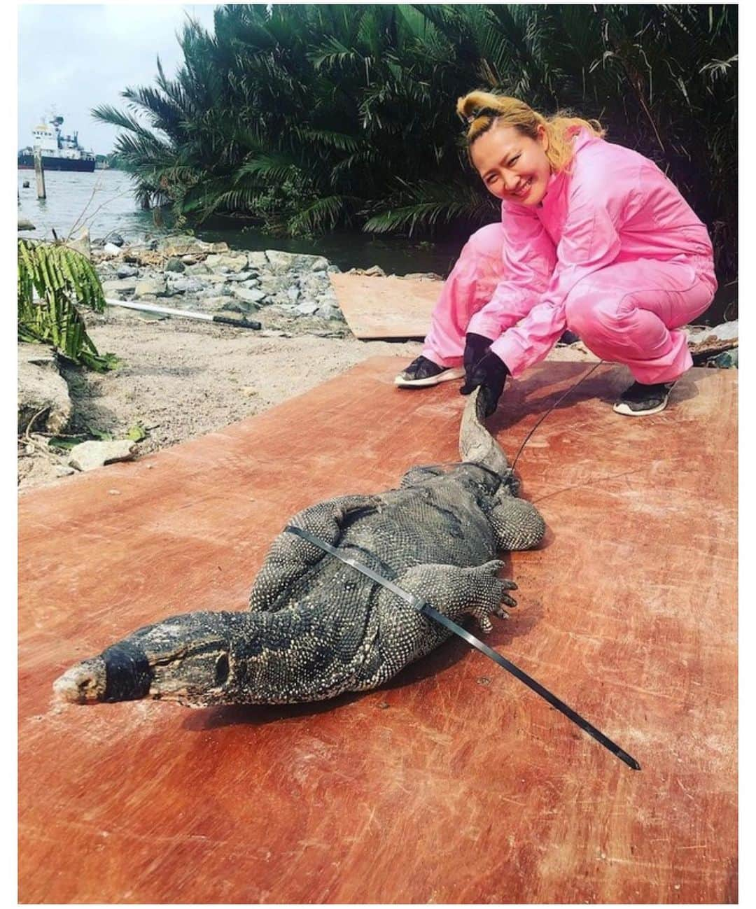 丸山桂里奈さんのインスタグラム写真 - (丸山桂里奈Instagram)「いつしかの夏。 寒くなると、あたたかい場所の写真が見たくなる😙 あのときの、オオトカゲさん元気ですか。 このときのロケは非常に大変だったけど、すごく貴重な経験になりました。自然の中で私たちとは別に生きているオオトカゲは家に入り込んだり、噛みついたり、食い散らかしたりと大変なことがありお助けにいきました。まぢかでみたオオトカゲは大きくて、走って追いかけたらめちゃくちゃ速くて驚いたのを覚えています．私たちも捕まえたら、また違う場所に返してあげるのを繰り返しましたが、日常にオオトカゲがいる生活は街の皆さんからしたら毎日不安と隣り合わせだったようです。オオトカゲの思いや意見もあるかもしれませんが、なかなか聞き取れずではありましたが目と目が合った時に優しいまんまるな目をしてました。 爬虫類は苦手でしたが、オオトカゲに出会ってからはすこし距離が近づきました．ありがとう、オオトカゲさん‼️ あれから、タイには行けてませんが出会った皆さんが元気に過ごしていたらいいなぁと思いました😌 寒くなり、季節の変わり目の目が今ではありますがとにかく健康には気をつけたいなと‼️ そして、今日も楽しくできたことが明日につながりますね😜❤️‼️  #タイ #オオトカゲ #いつしかの夏 #この時よくつなぎ着てたな #もう冬のはじまりですね #体調だけには気をつけて #毎日元気に行きましょう #今日も素敵な日になりました #いい意味で #インスタバエ」10月7日 19時06分 - karinamaruyama