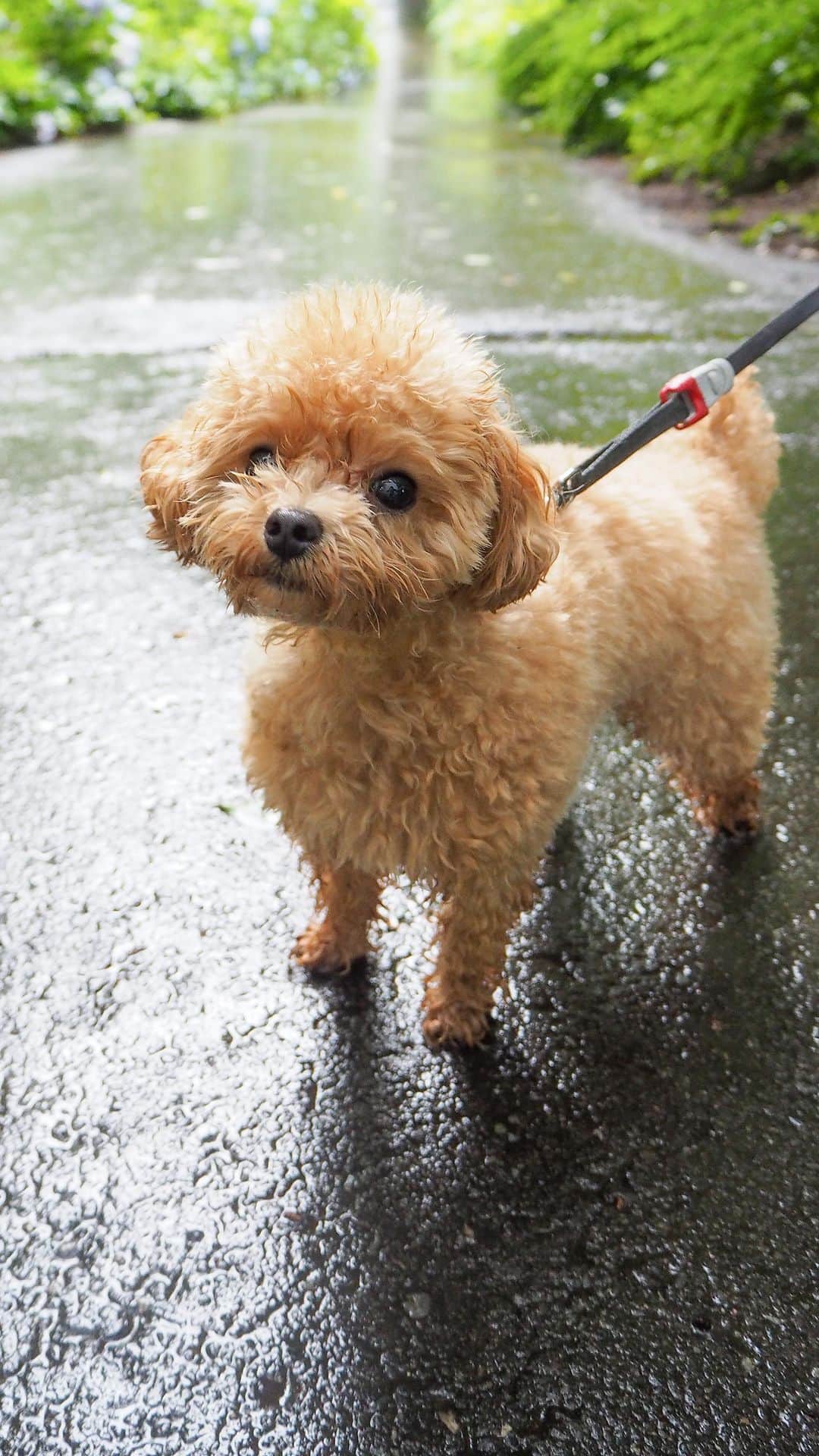 くるみたんのインスタグラム：「くるひつじがとおりまーす🐑  #プードルあるある #雨ぴえんだったけどこれはこれで楽しかった思い出 #3年前の7月夏懐かしい #今年はもう寒いけどまた水遊びしようねー  #超予約困難犬 #プードル #トイプードル #ティーカッププードル #犬 #ふわもこ部  #犬バカ部 #アプリコット #パピー #ペット #poodle #toypoodle #teacuppoodle #dog #dogstagram #instadog #puppy #tokyo #くるみたん」