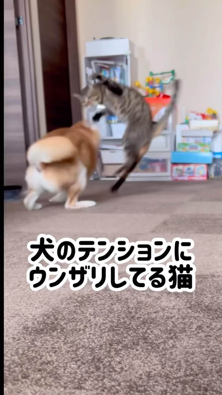 ゆうとろ（柴犬ゆうと猫のとろ）のインスタグラム