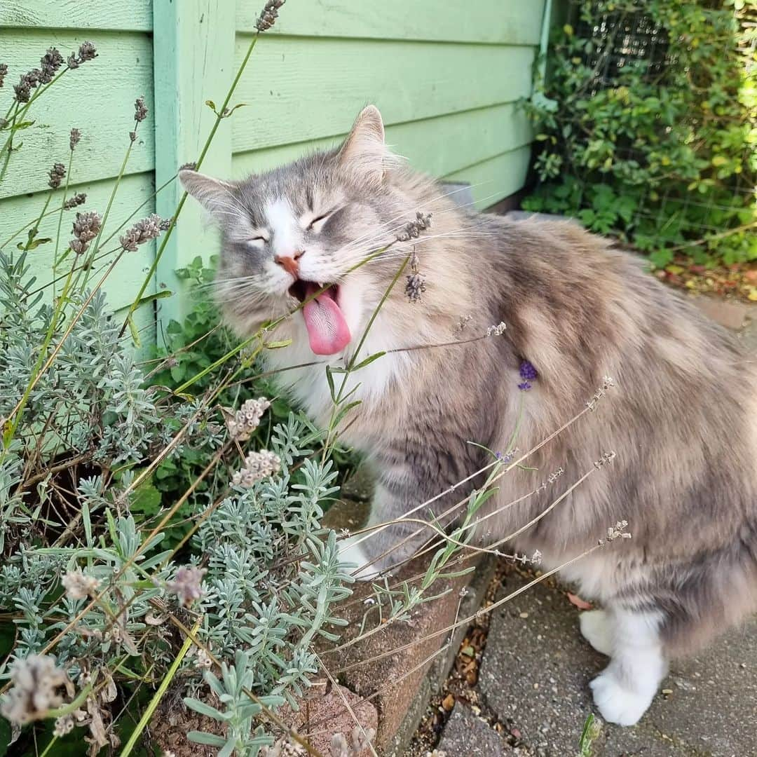 Nila & Miloのインスタグラム：「Lavender and cats (well, Milo) are like this. 🤞💜 #lavenderlove #cat #autumnvibes」