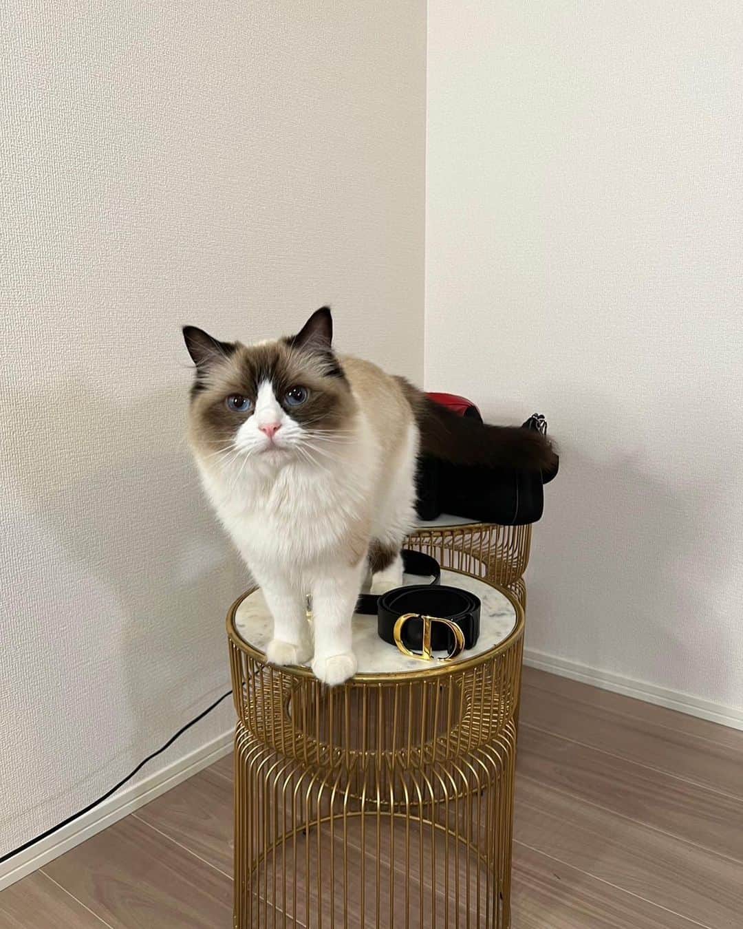 森ニーナのインスタグラム：「奇跡の一枚✨ 可愛くて倒れそう😱  2枚目のリリーは私が座ろうとするところを先読みして待ってるところ🤣  初のコーデ撮影には新居で近所になった仲良しの子がベルトやバッグを貸してくれました🥺 一個貰おうかな？🥱  #youtube #lookbook」