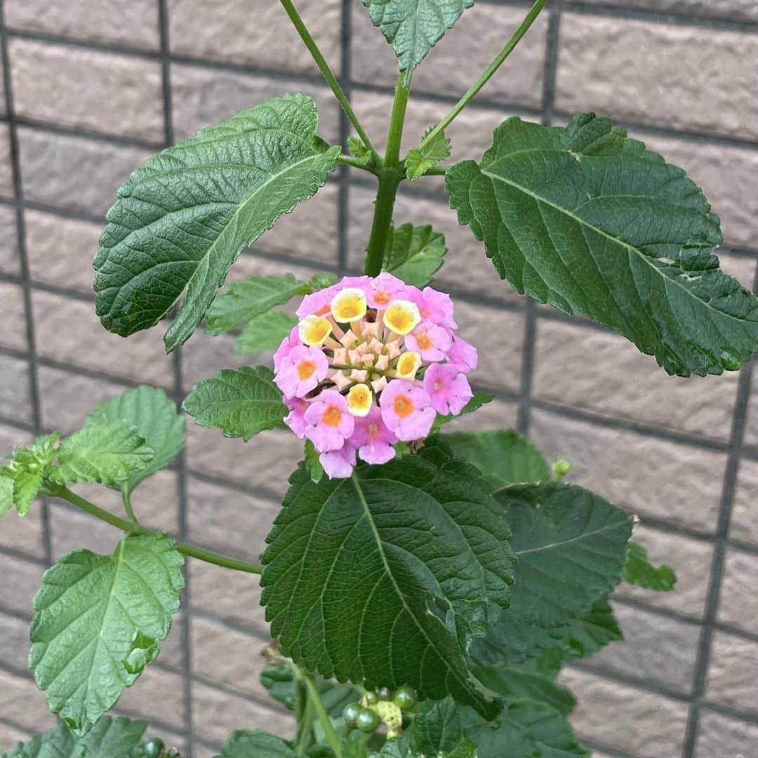 安村真奈のインスタグラム：「💐」