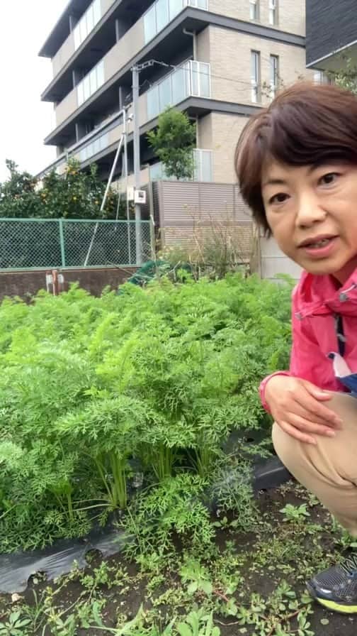 小谷あゆみのインスタグラム：「世田谷の体験農園からライブ配信 にんじん🥕間引くよ  初めてのインスタライブ！ 世田谷の体験農園からにんじん🥕間引いて畑で生かじりー❗️ #JA世田谷目黒 #体験農園 #家庭菜園 #とれたて野菜 #国消国産」