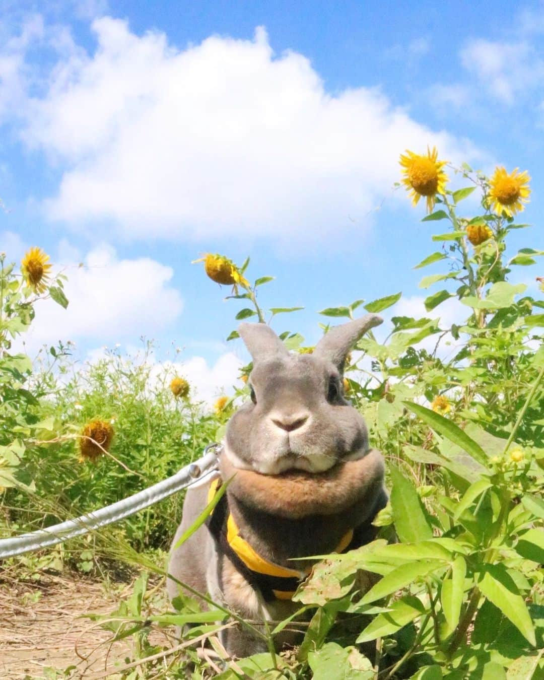 Kayoさんのインスタグラム写真 - (KayoInstagram)「ひまわり畑でドヤ顔いく蜂🐝 ・ ・ 10月になって少しずつ日の入りが早くなってきた。 いくらんは変わらず元気まんまん♬」10月9日 18時54分 - kayosaaku