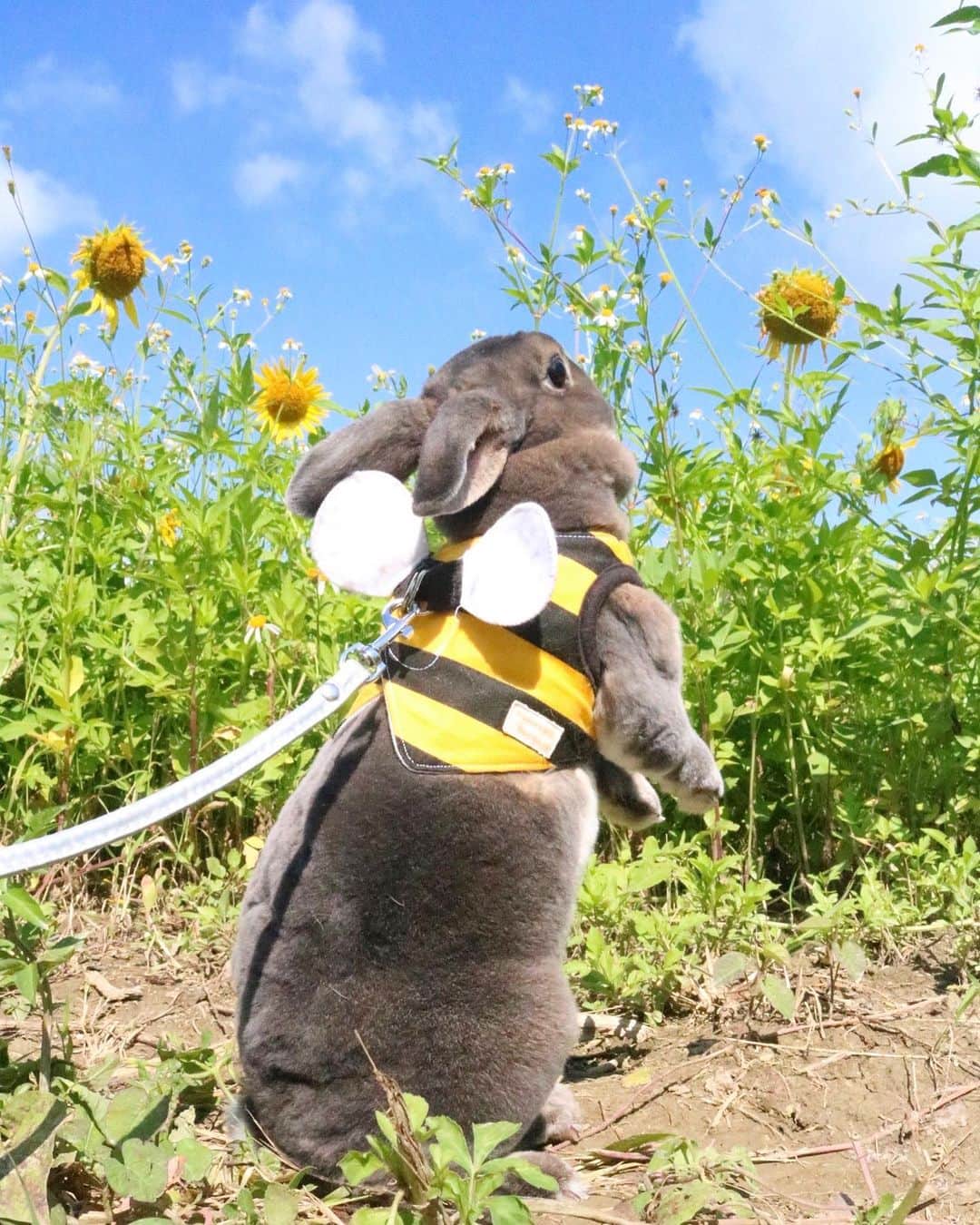 Kayoのインスタグラム：「ひまわり畑でドヤ顔いく蜂🐝 ・ ・ 10月になって少しずつ日の入りが早くなってきた。 いくらんは変わらず元気まんまん♬」