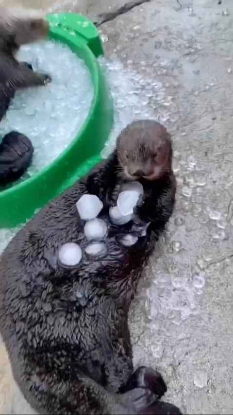 animals.coのインスタグラム：「Hanging with these sweet little otters 🦦❤️ Video by @kp.assionate」