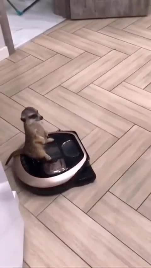 Daily The Best And Funniest Videosのインスタグラム：「Just doing a little cleaning 🧹 By @elechka_kisa」